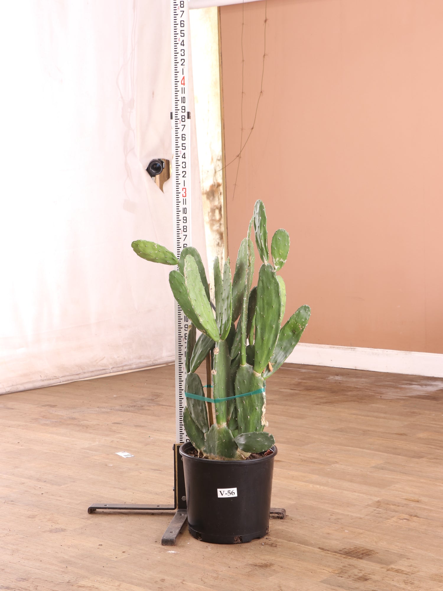 Large Pencil Cactus