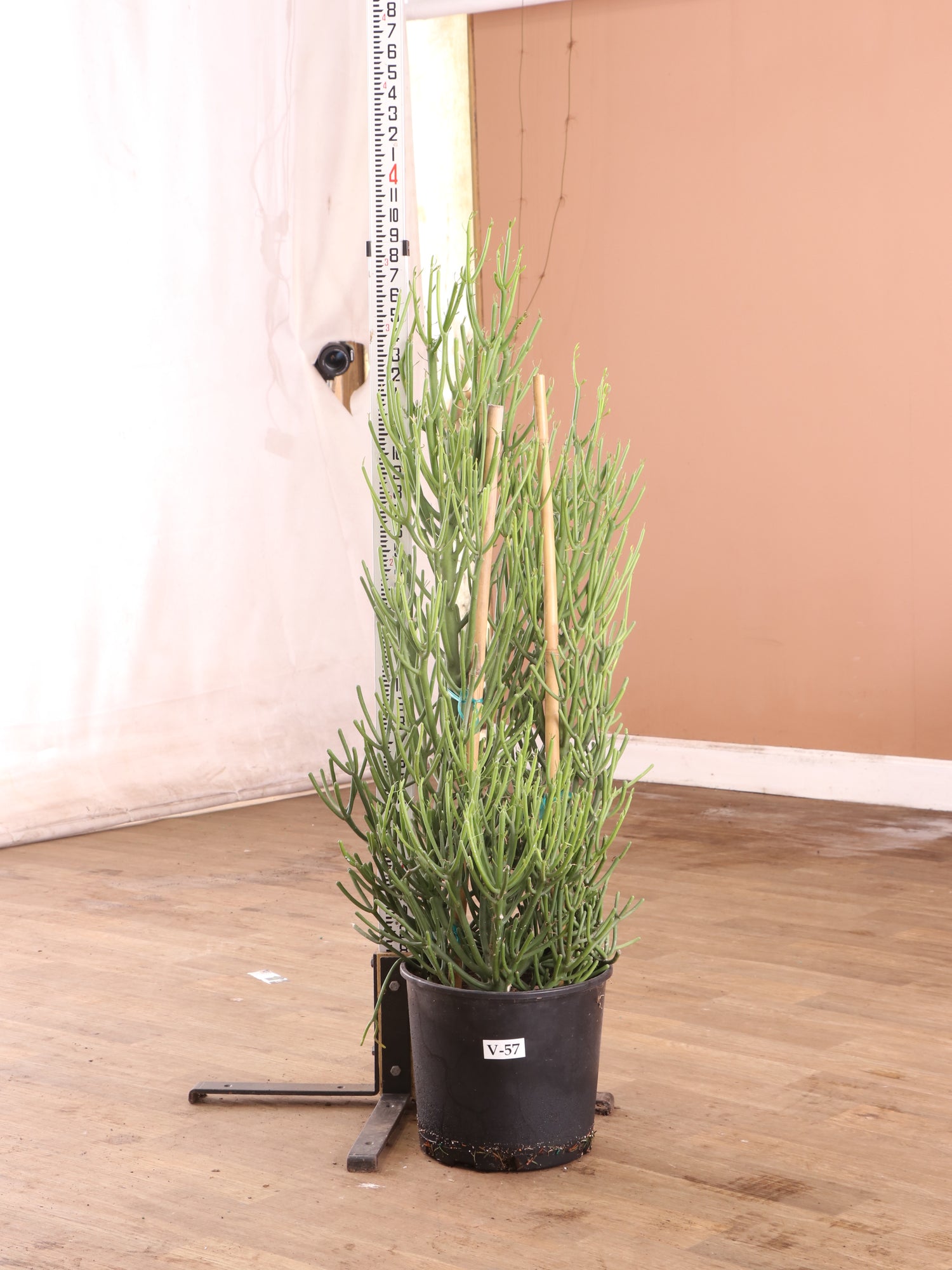 large pencil cactus for sale Large Pencil Cactus