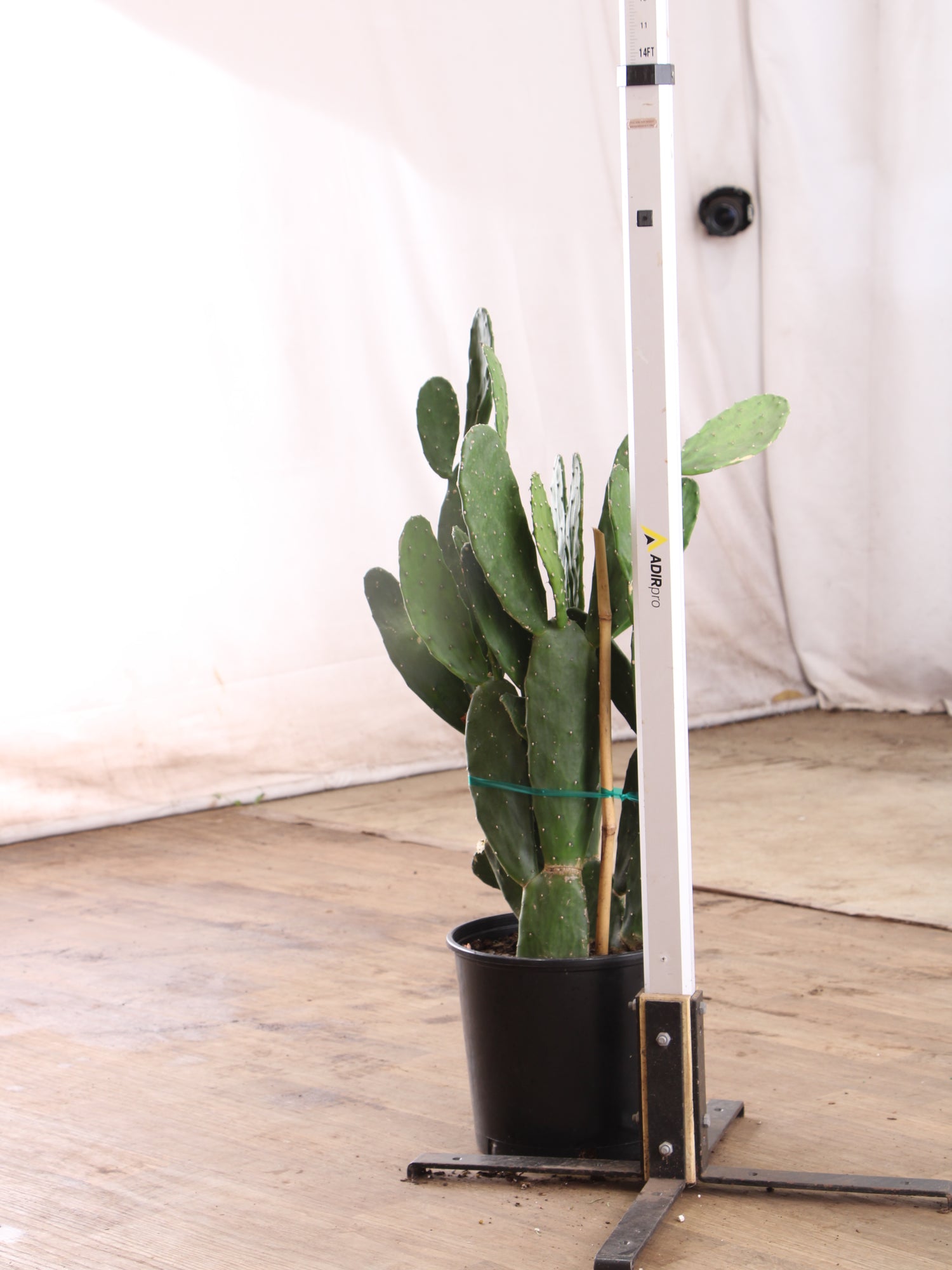 19105 pencil cactus dr 3-5 FT Pencil Cactus – Dahing Plants