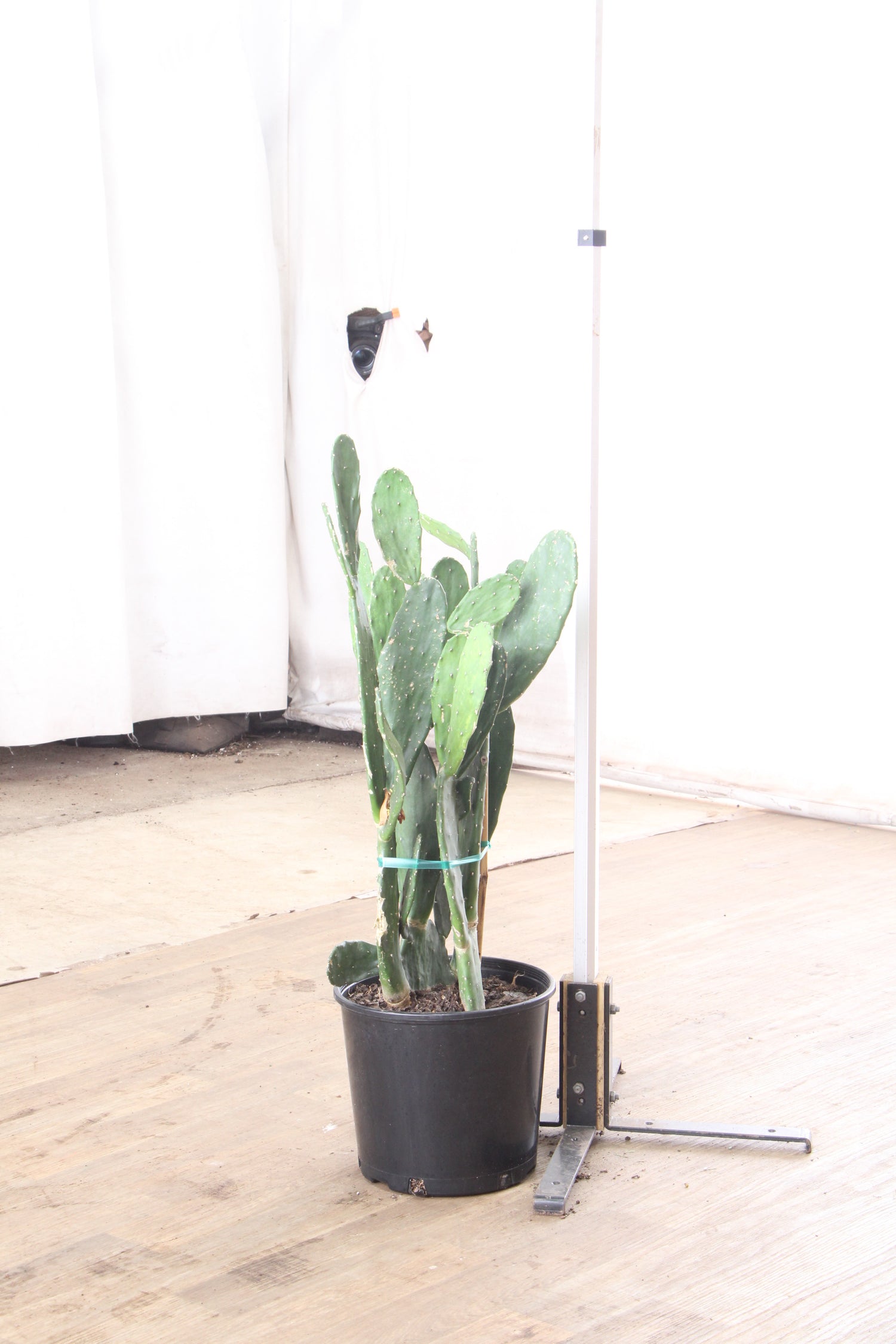 19105 pencil cactus dr 3-5 FT Pencil Cactus – Dahing Plants