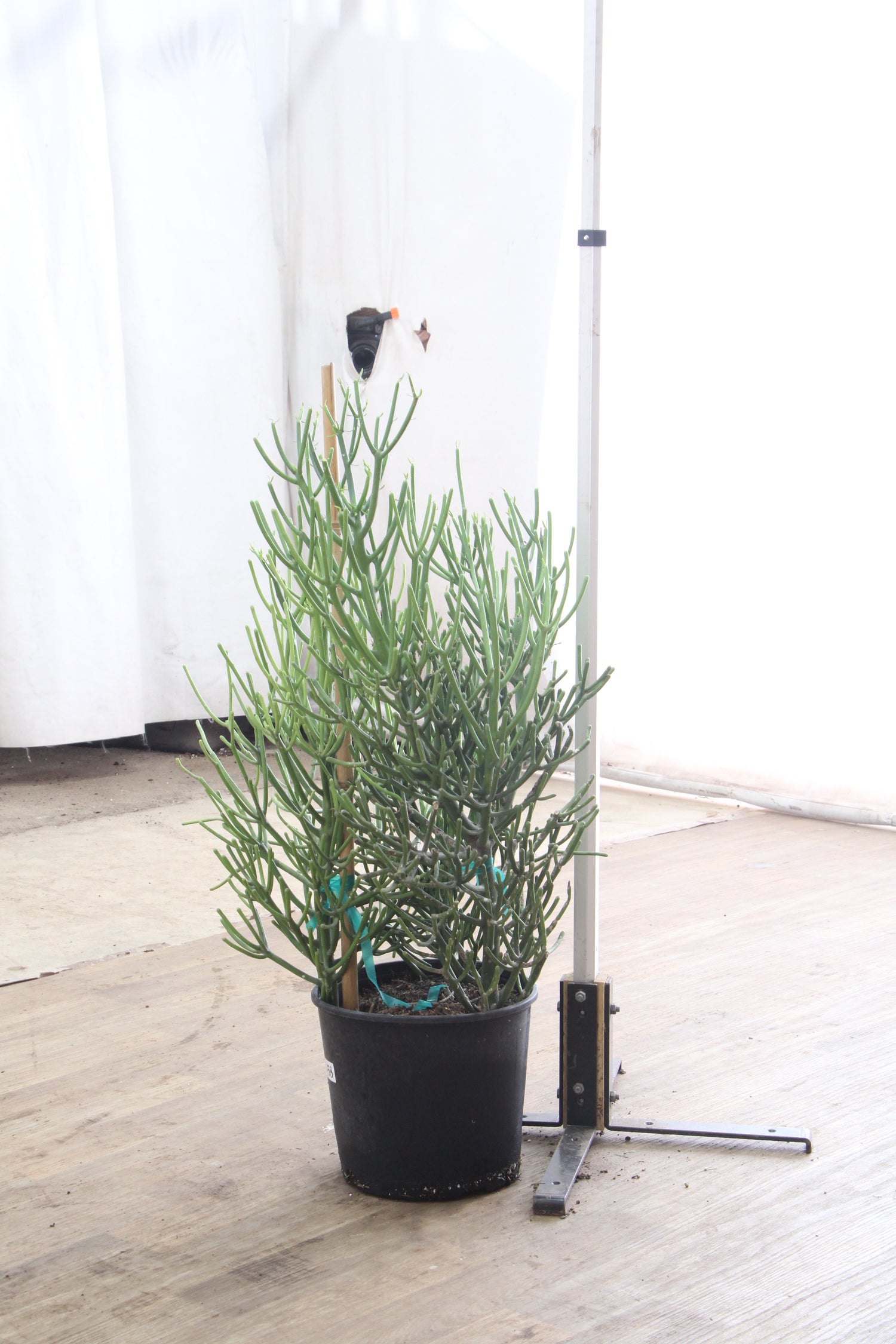 pencil cactus leaning 3-5 FT Pencil Cactus – Dahing Plants