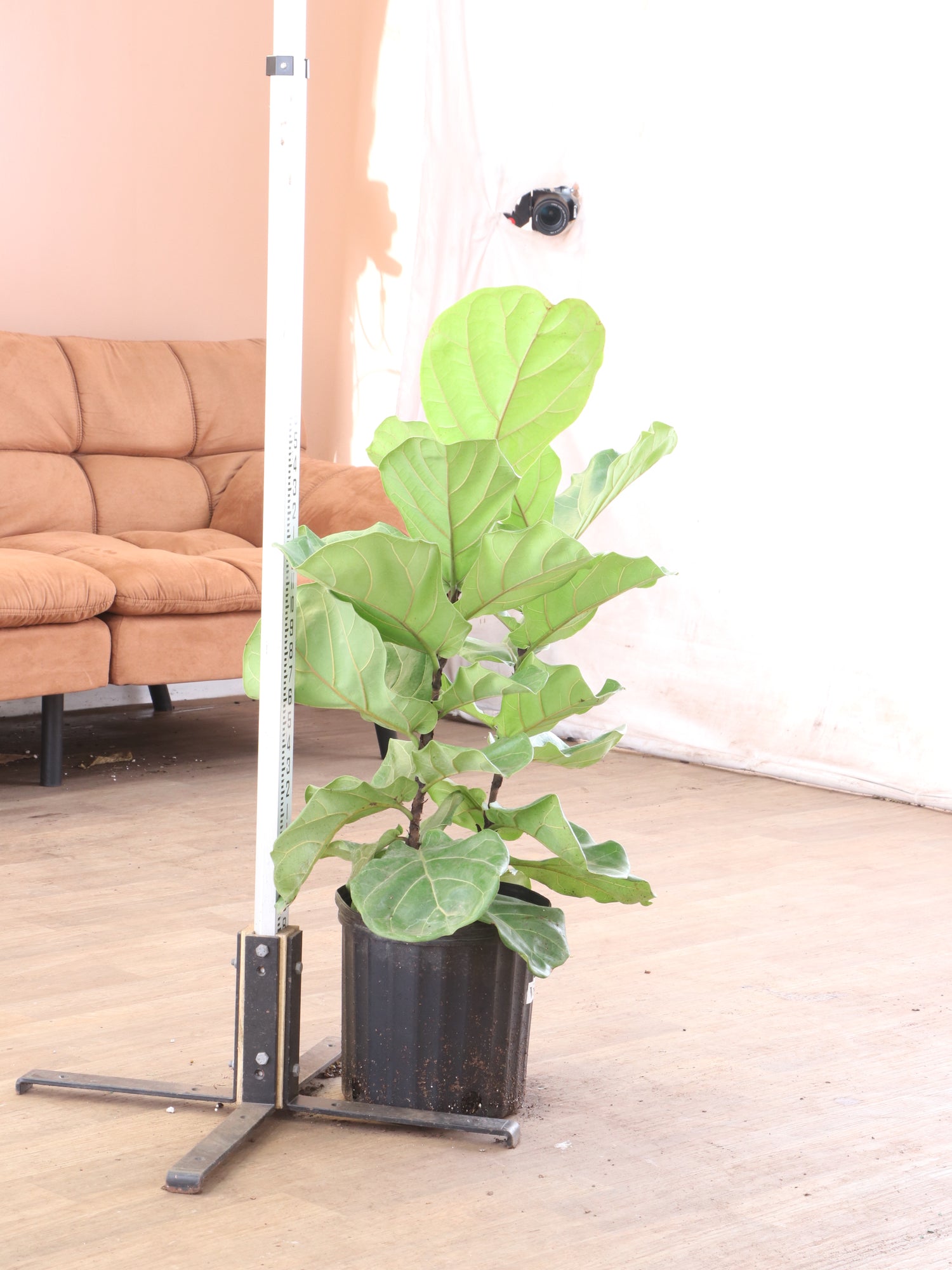 buy fiddle leaf fig online Large Fiddle Leaf Fig (bush)
