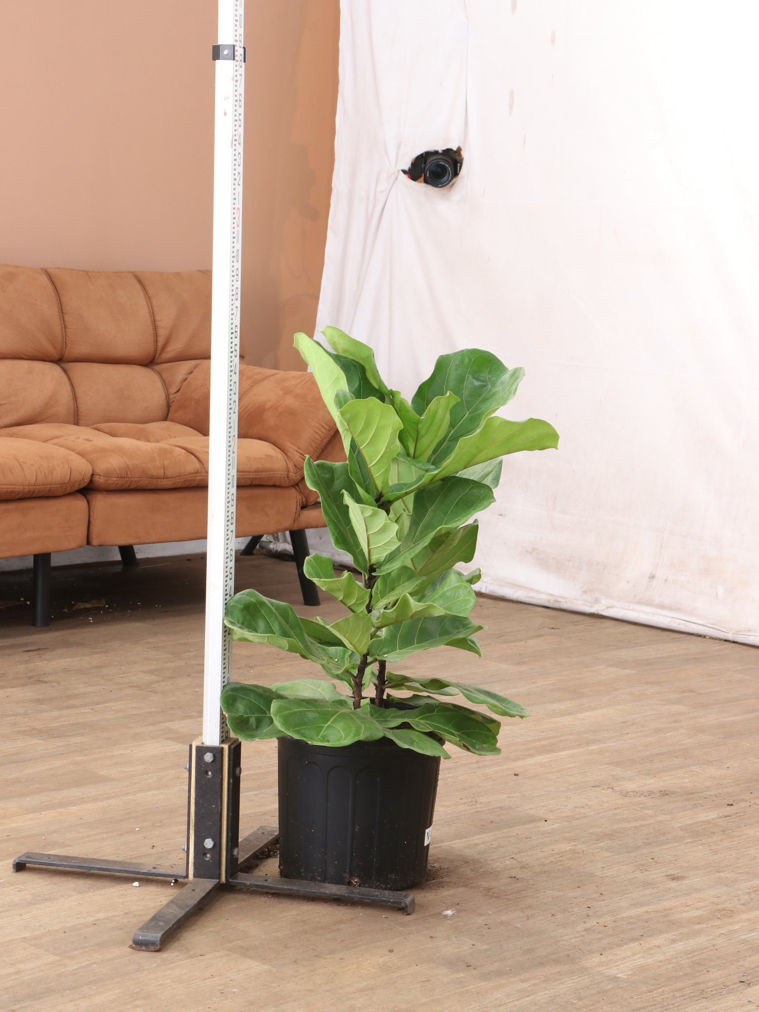 fiddle leaf fig live for sale Buy Fiddle Leaf Fig (bush) Online | Large Indoor Plant