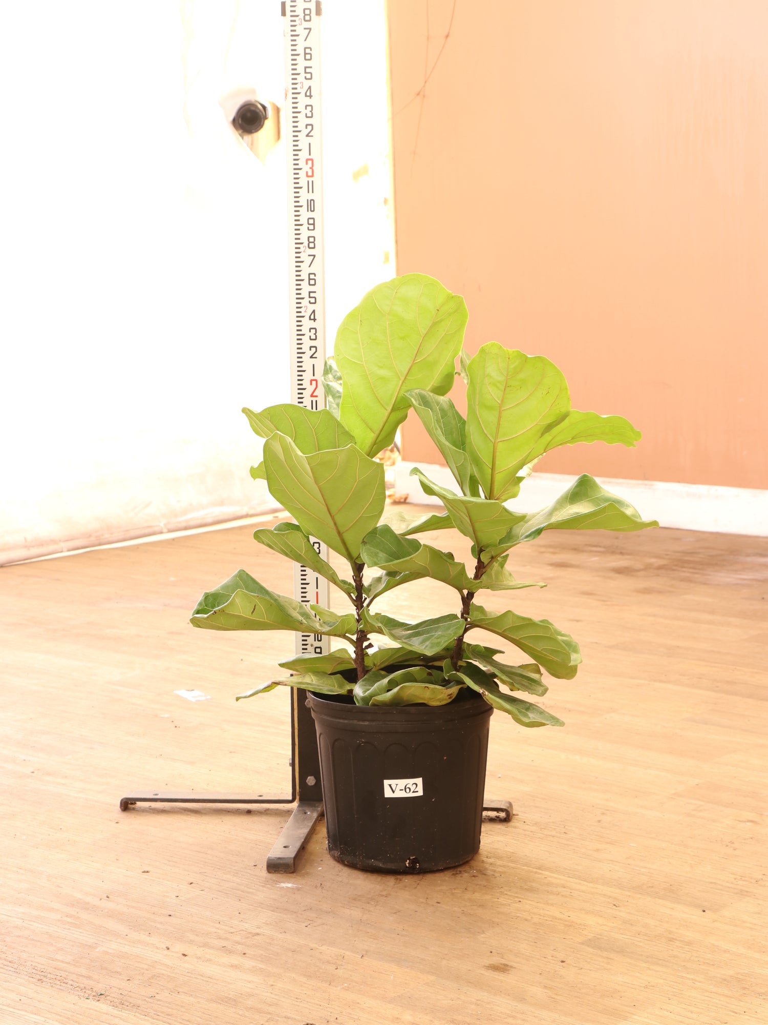 fiddle leaf fig bush vs tree Buy Fiddle Leaf Fig (bush) Online | Large Indoor Plant