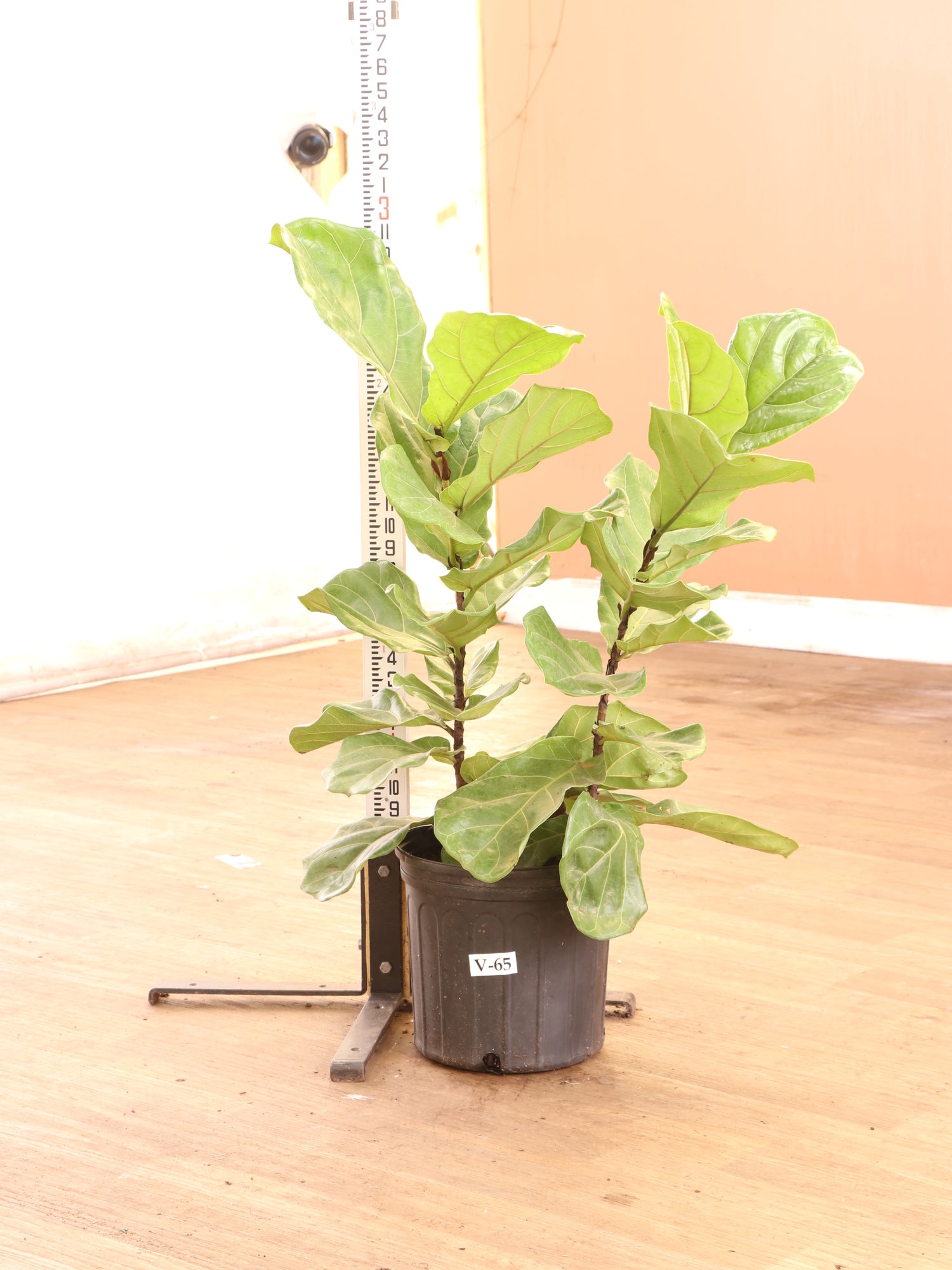 fiddle leaf fig tree vs bush Large Fiddle Leaf Fig (bush)