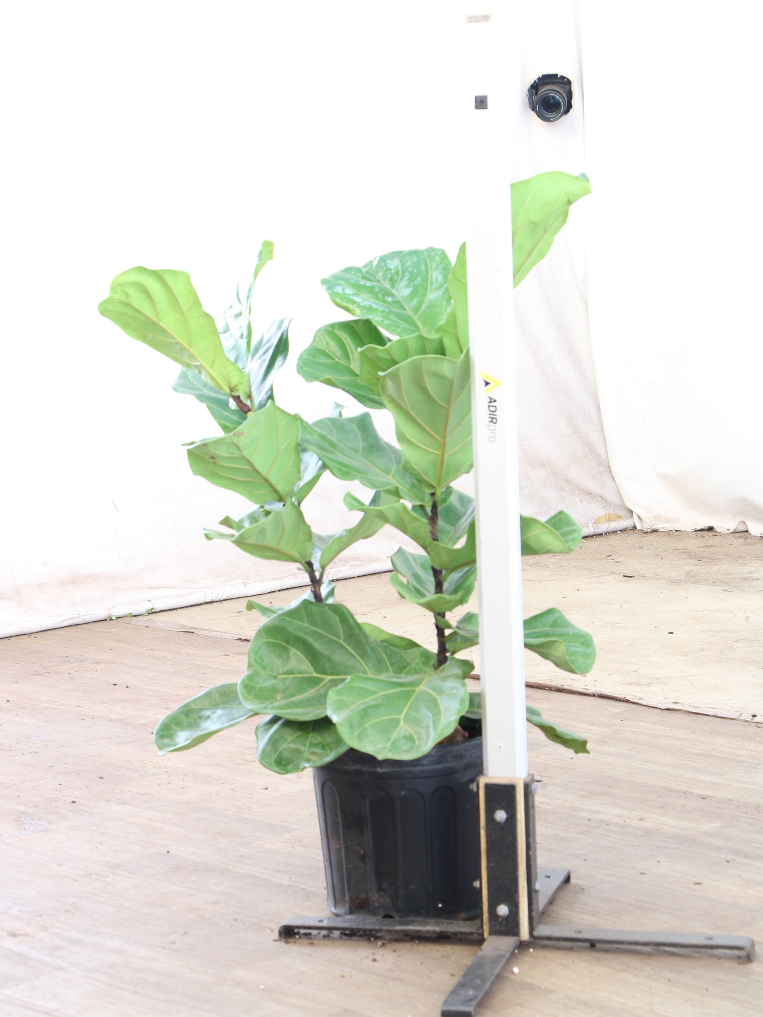 qvc fiddle leaf fig tree Large Fiddle Leaf Fig (bush)