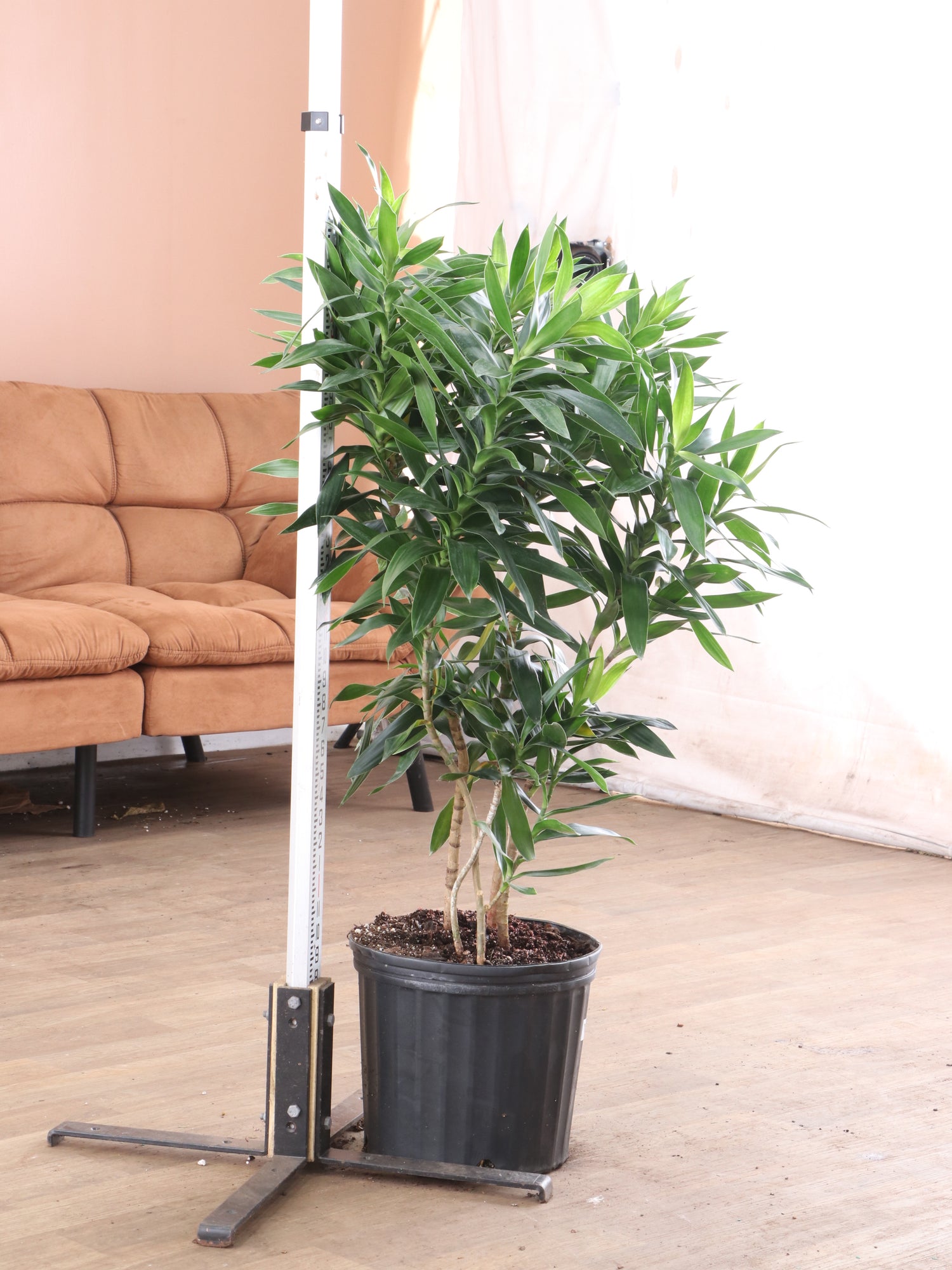 dracaena reflexa for sale Large Dracaena Reflexa