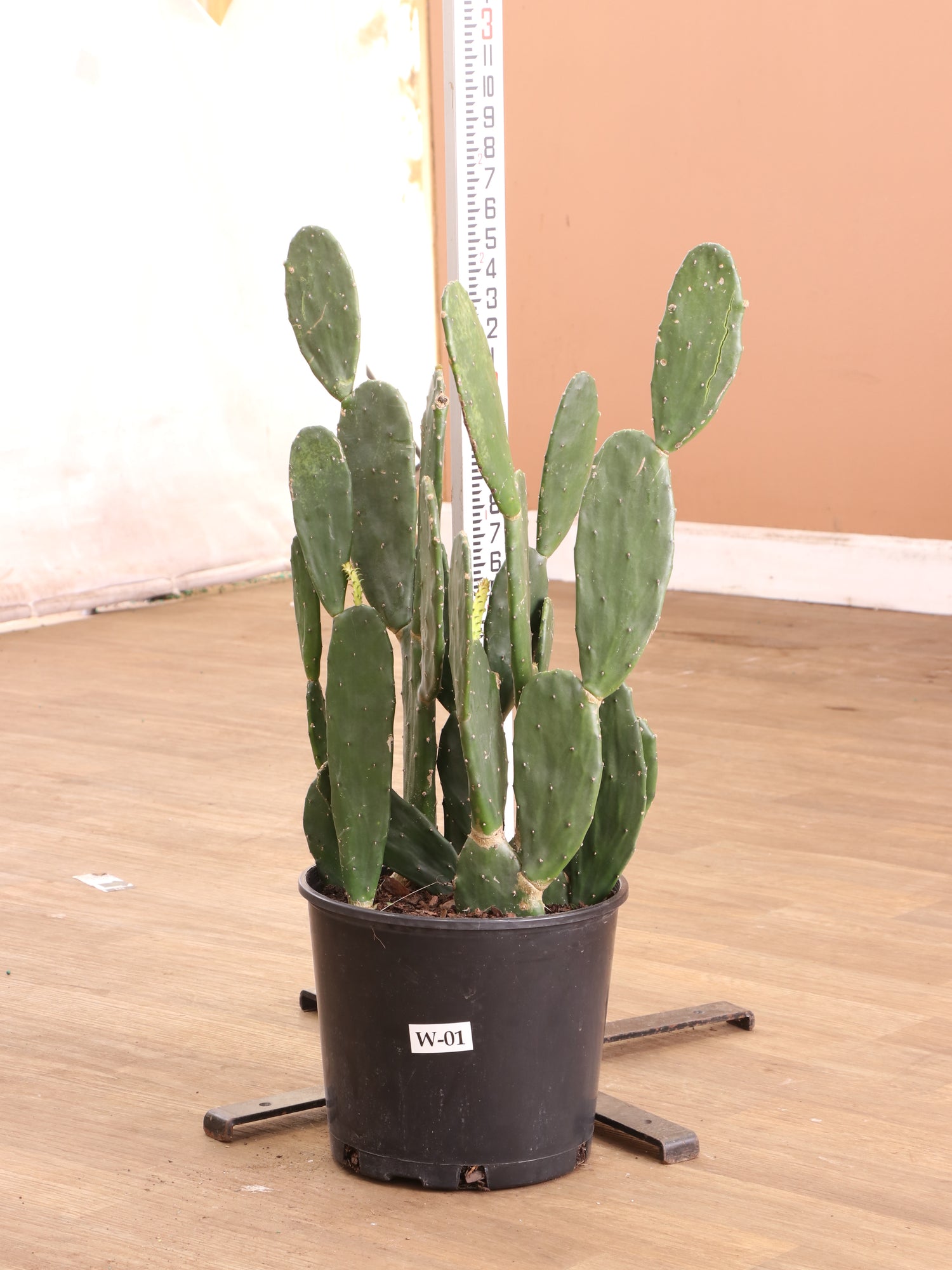 silly succulent prickly pear cactus Large Prickly Pear Cactus (short)