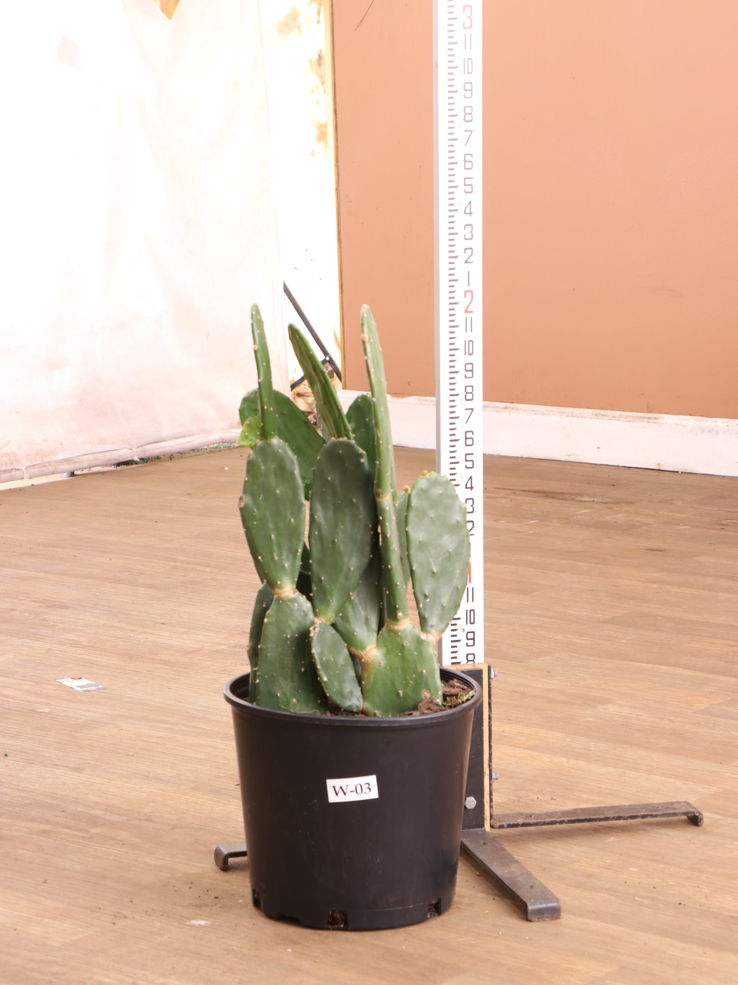 eastern prickly pear cactus for sale near me Buy Prickly Pear Cactus (short) Online | Succulent