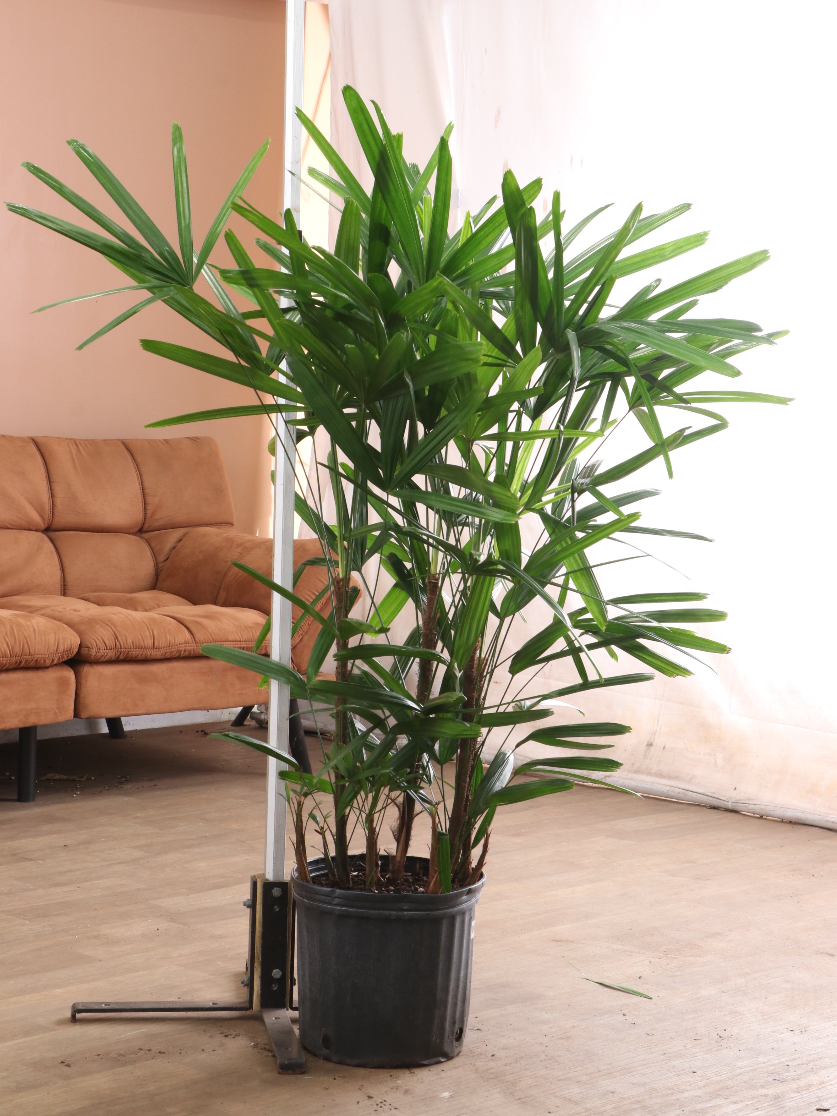Large Lady Palm - Thumbnail 5