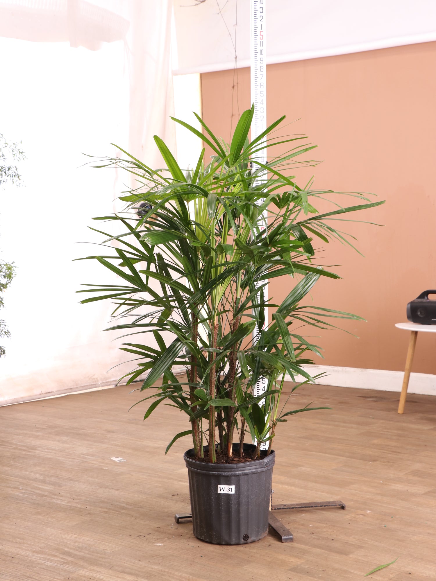 buy lady palm plant Buy Large Lady Palm Online | Indoor Palm