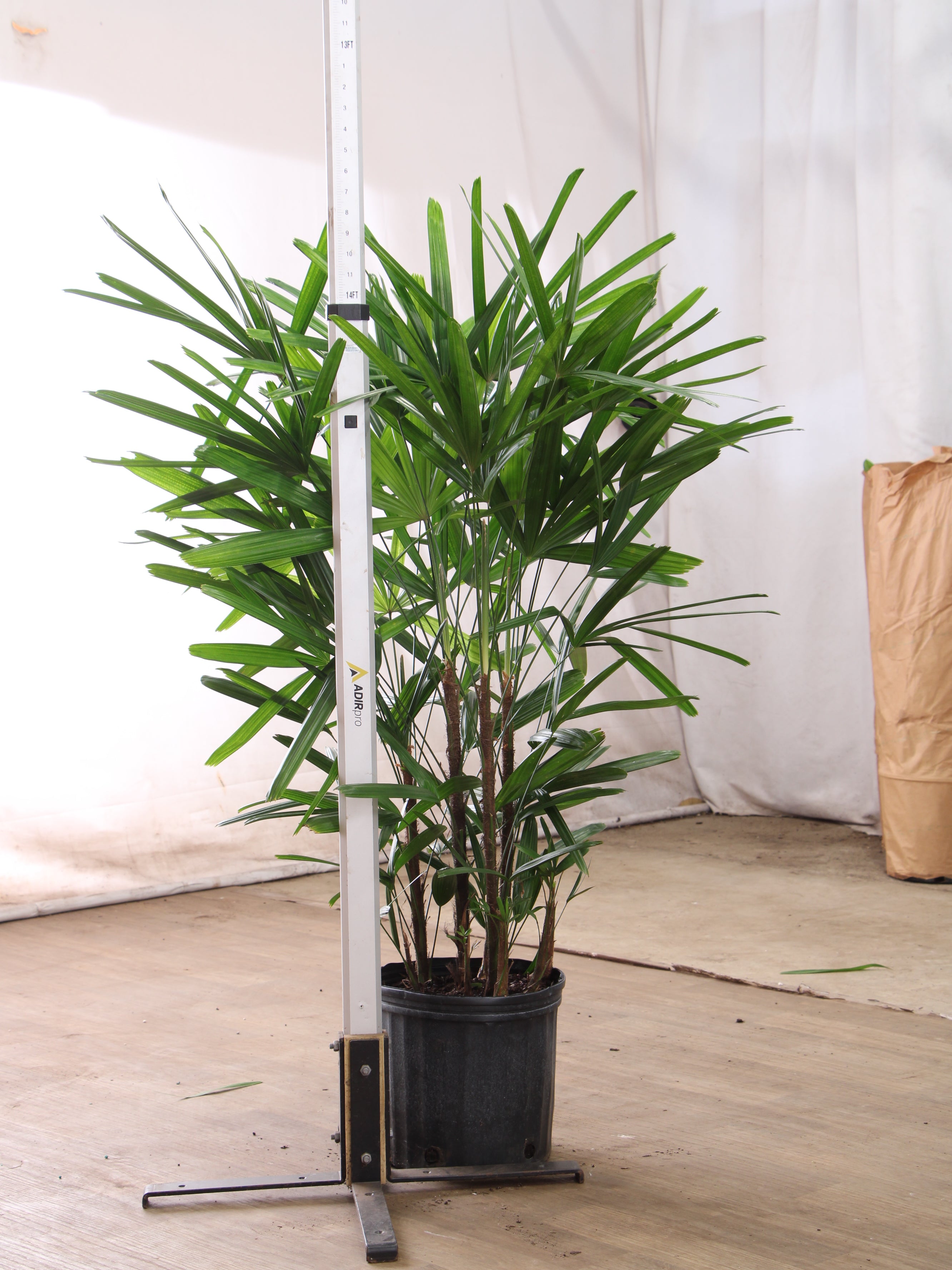 Large Lady Palm - Thumbnail 2