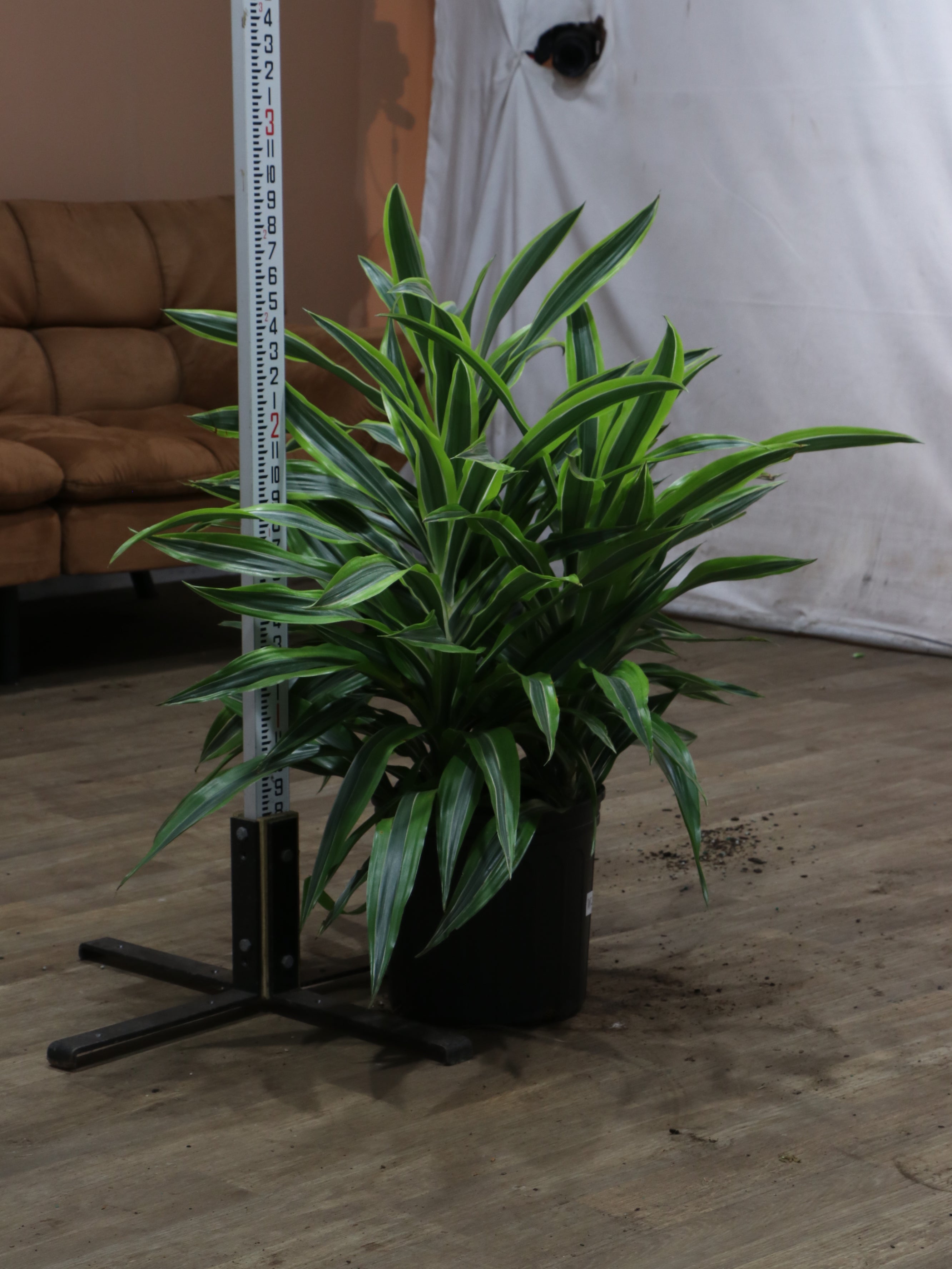 Buy Dracaena Warneckii Lemon Lime Bush Online | Large Indoor Plant