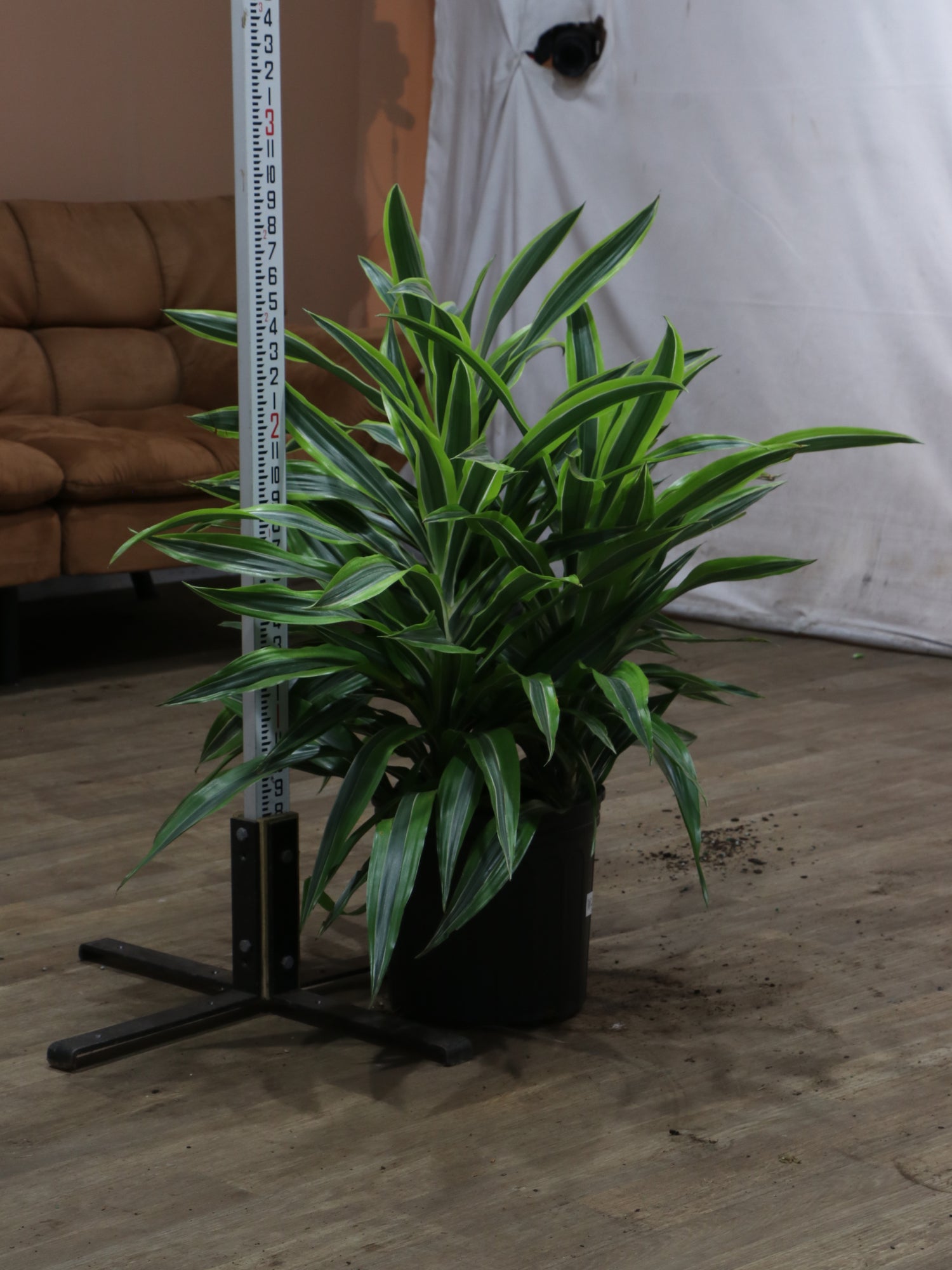 warneckii dracena 3-5 FT Dracaena Warneckii Lemon Lime Bush – Dahing Plants