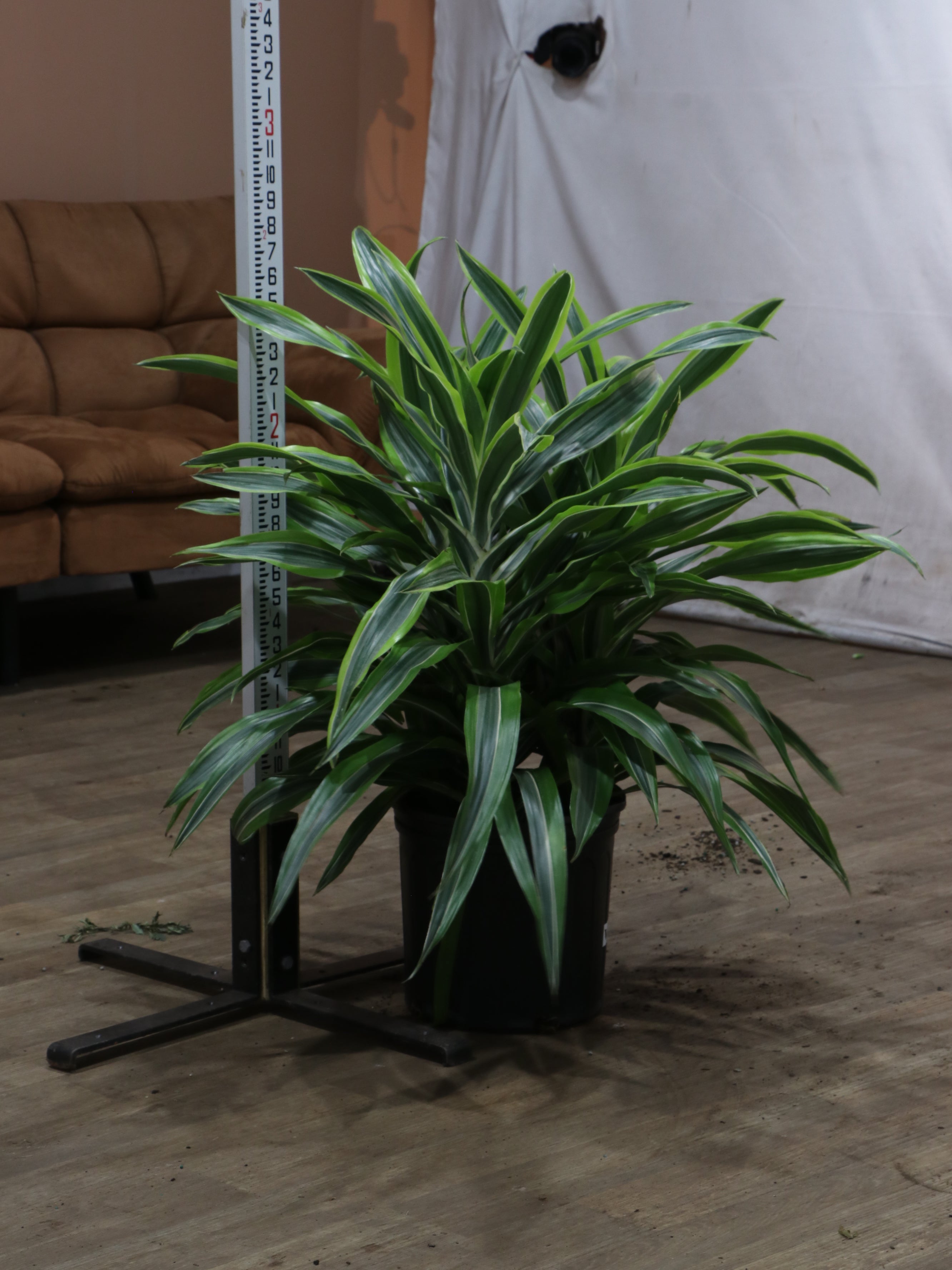 3-5 FT Dracaena Warneckii Lemon Lime Bush – Dahing Plants