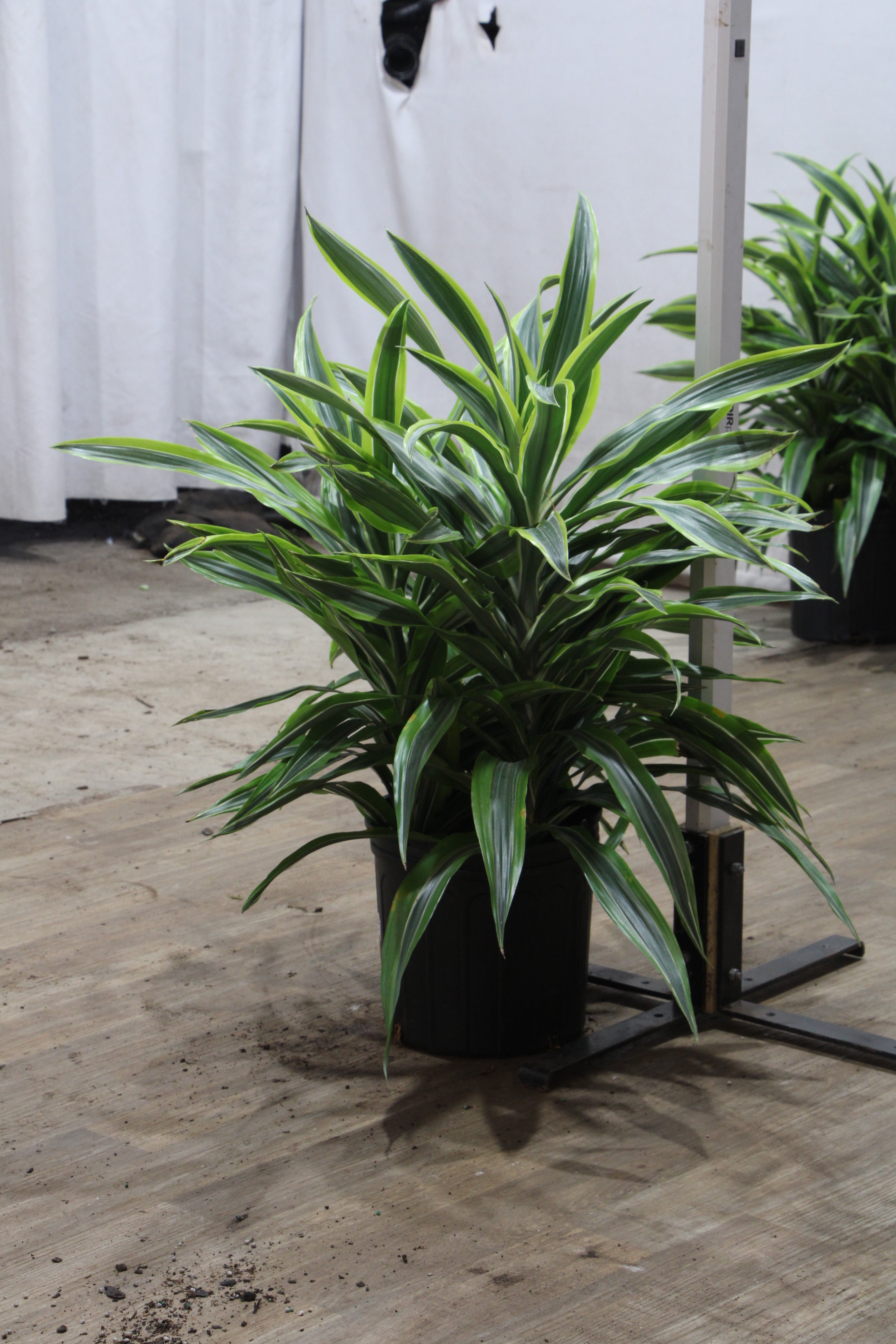 Buy Dracaena Warneckii Lemon Lime Bush Online | Large Indoor Plant