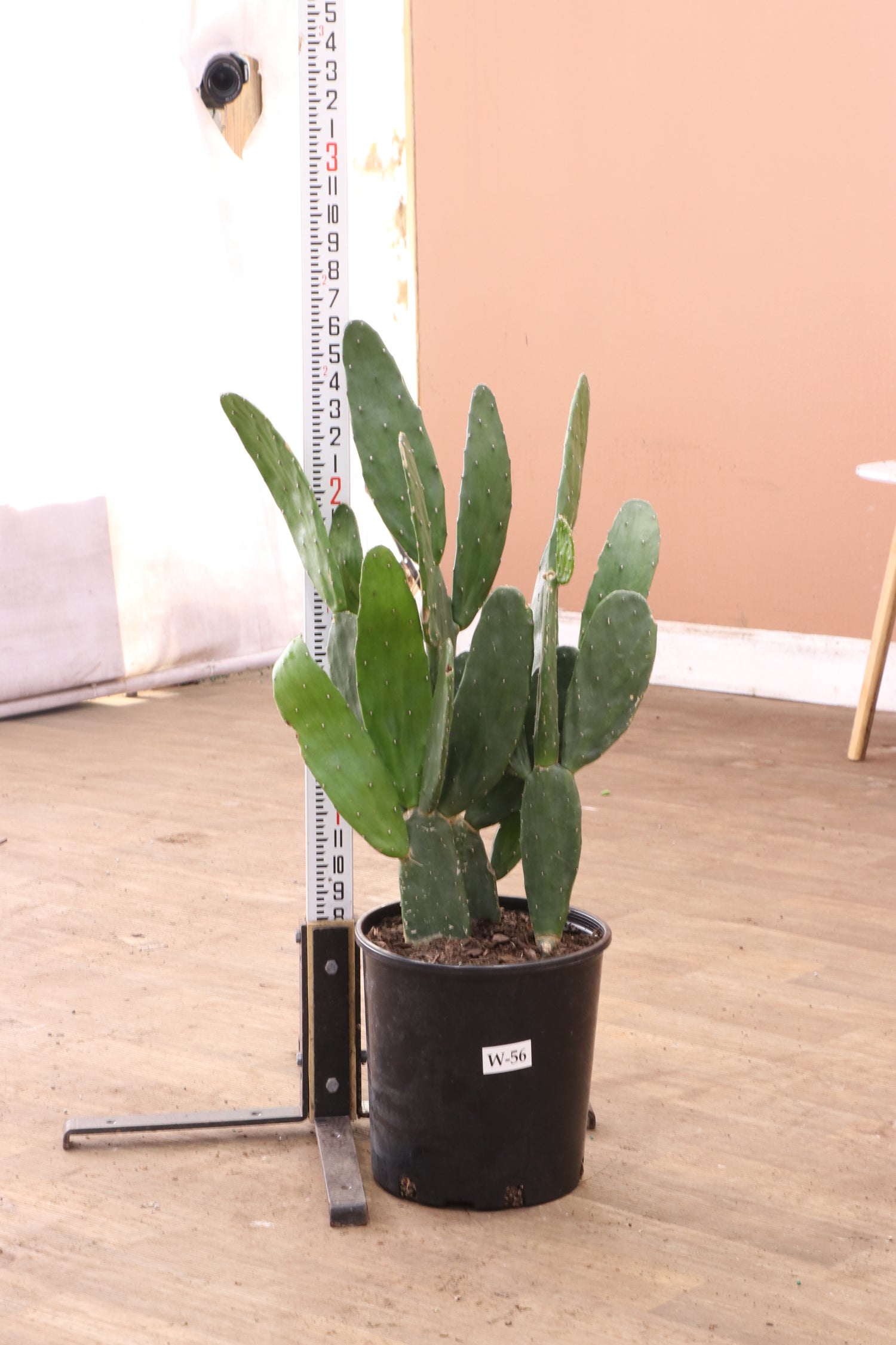 prickly pear cactus price Large Prickly Pear Cactus