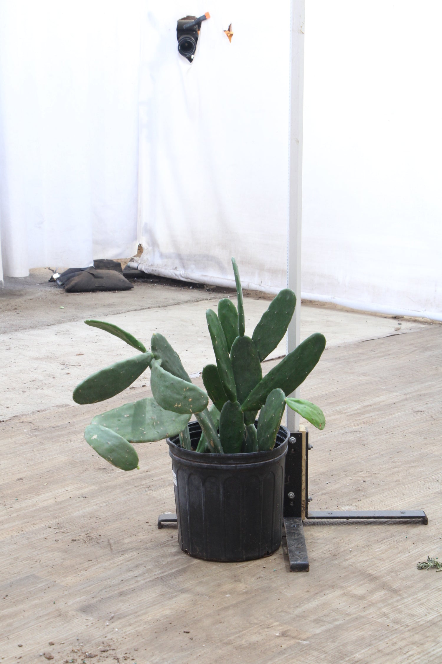 prickly pear cactus in pot Buy Prickly Pear Cactus Online | Indoor Succulent