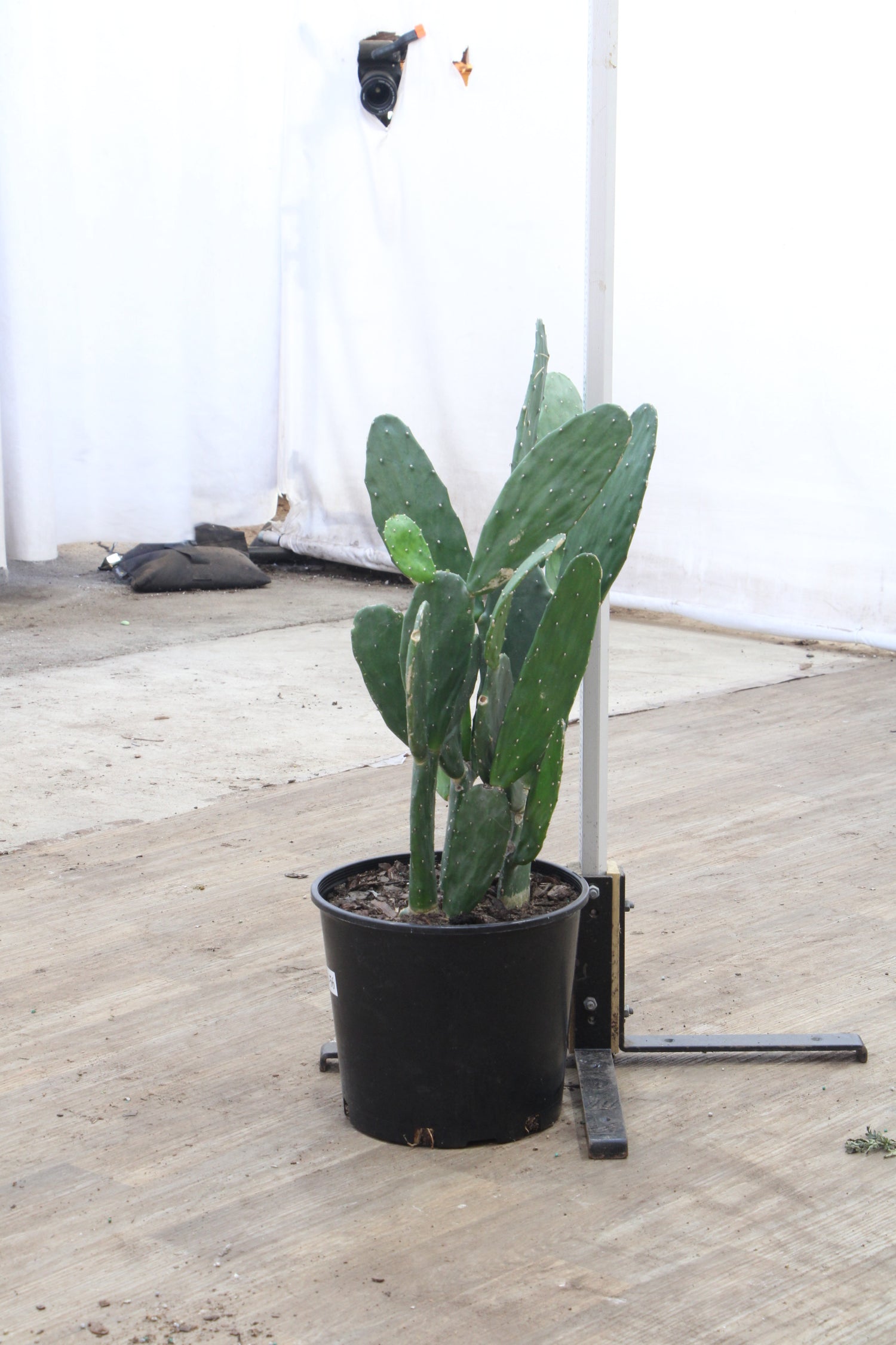 small prickly pear cactus Buy Prickly Pear Cactus Online | Indoor Succulent