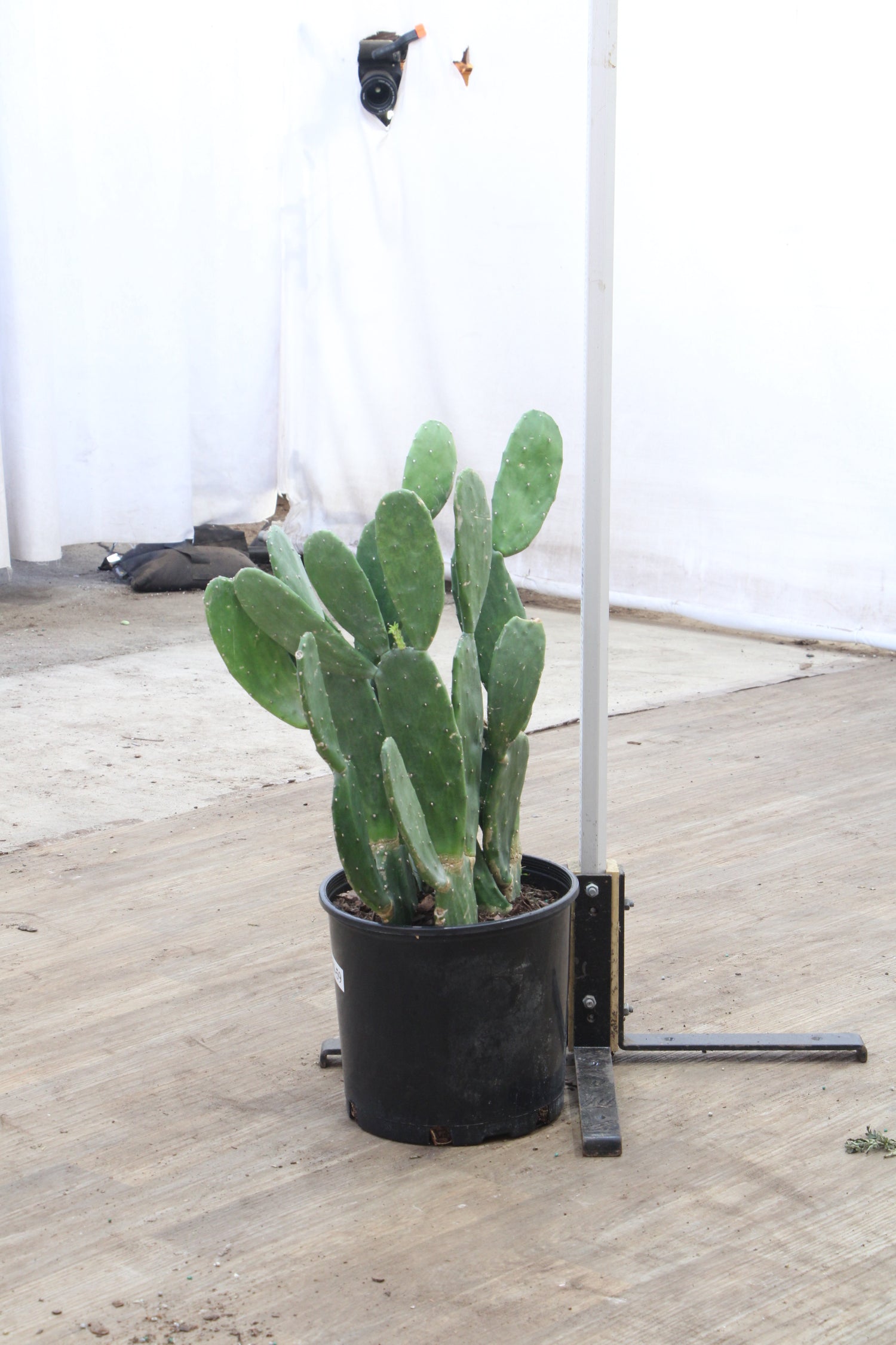 eastern prickly pear cactus for sale near me Large Prickly Pear Cactus