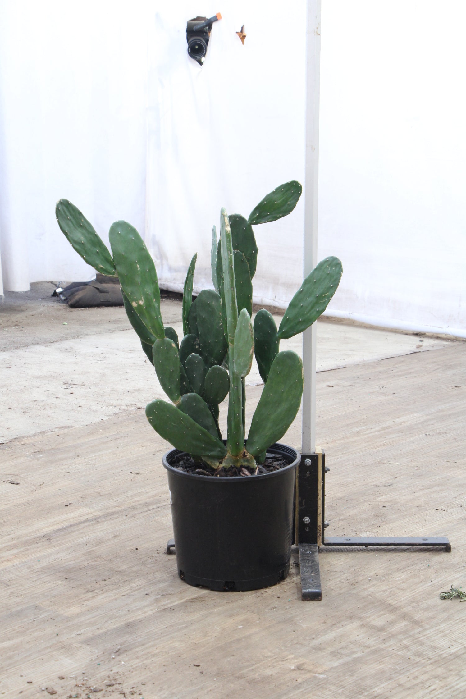 spineless prickly pear cactus plant Buy Prickly Pear Cactus Online | Indoor Succulent