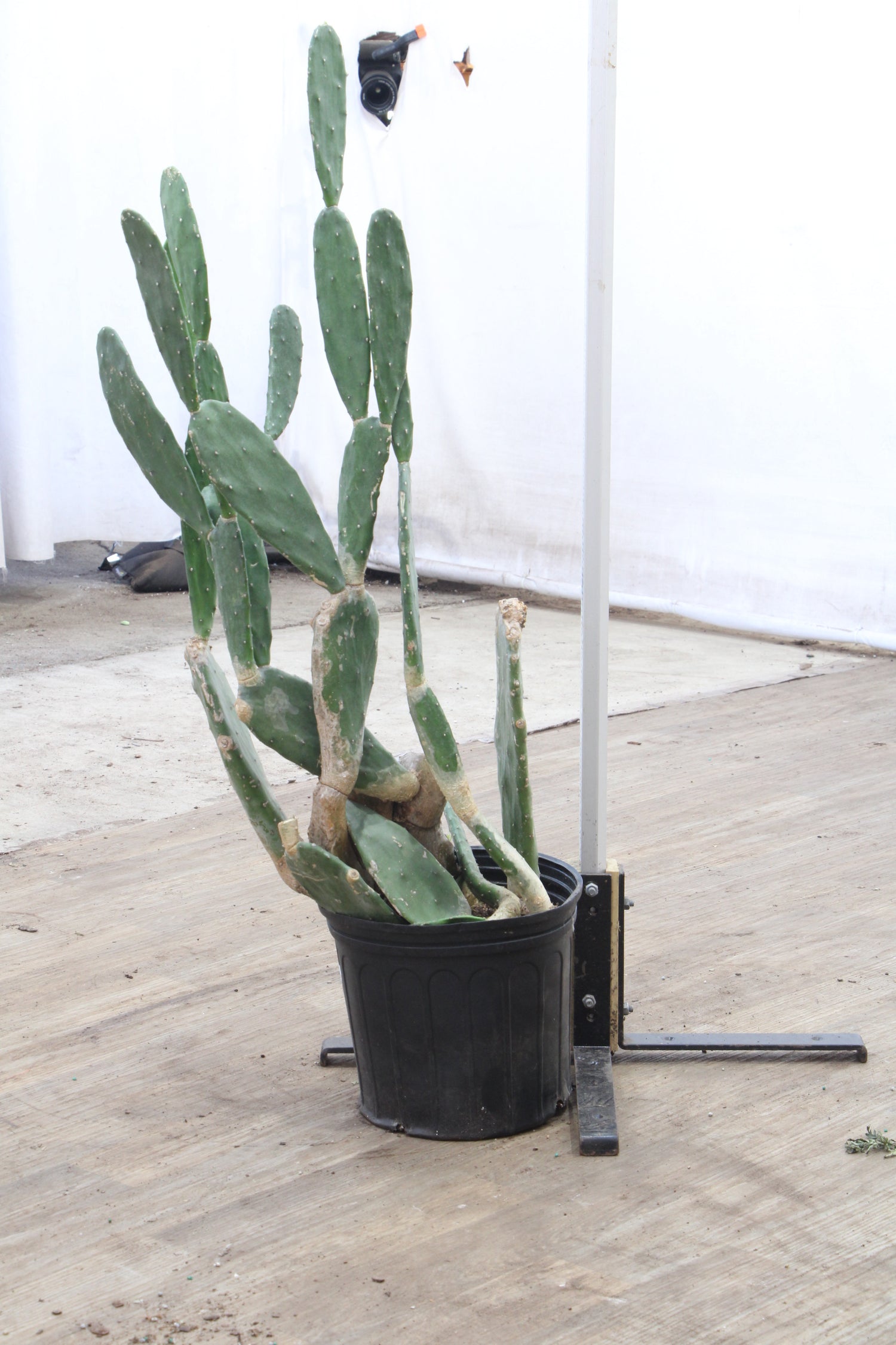 Large Prickly Pear Cactus
