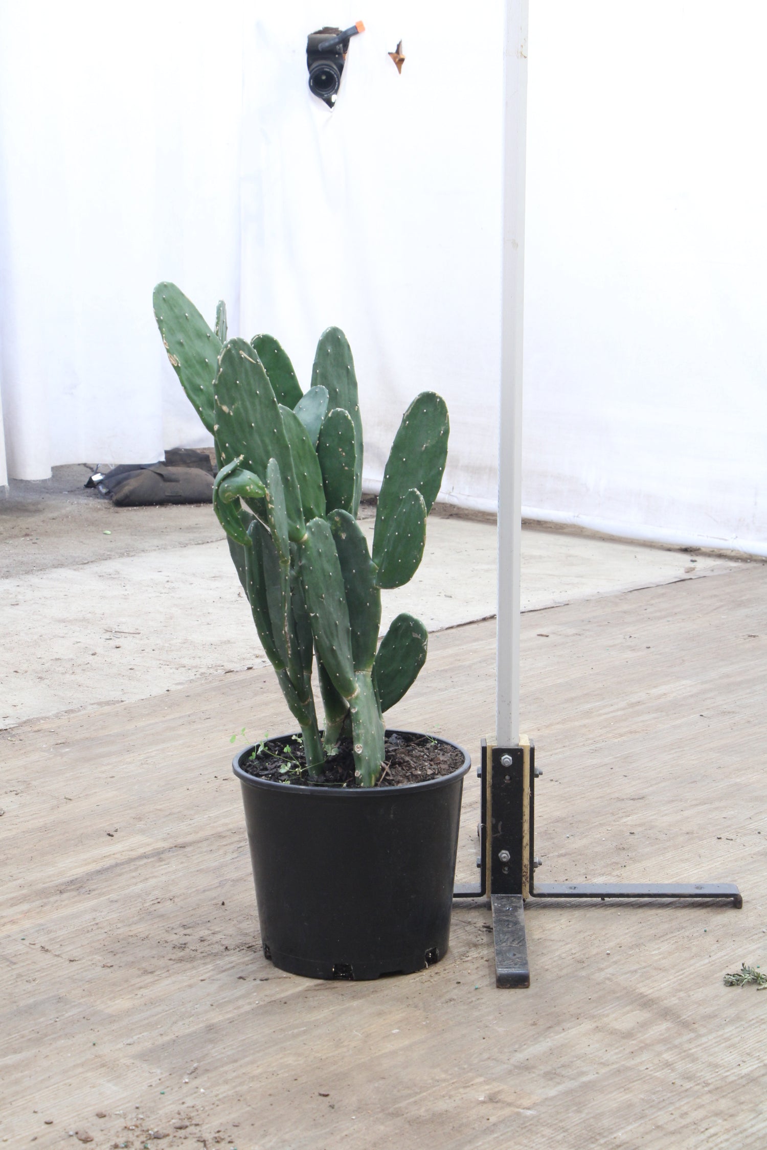 prickly pear cactus size Large Prickly Pear Cactus
