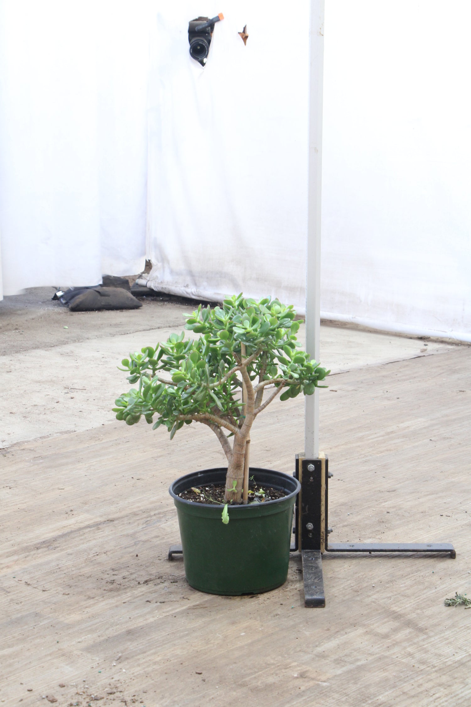 very old jade plant 3-5 FT Jade Succulent Bonsai (Crassula) – Dahing Plants