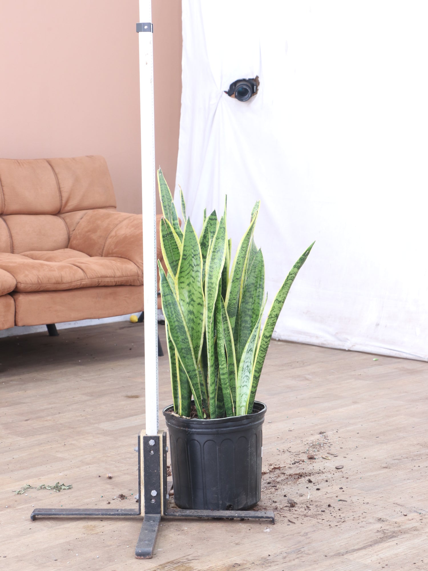 snake plant near me Buy Snake Plant (trifasciata) Online | Large Indoor Plant