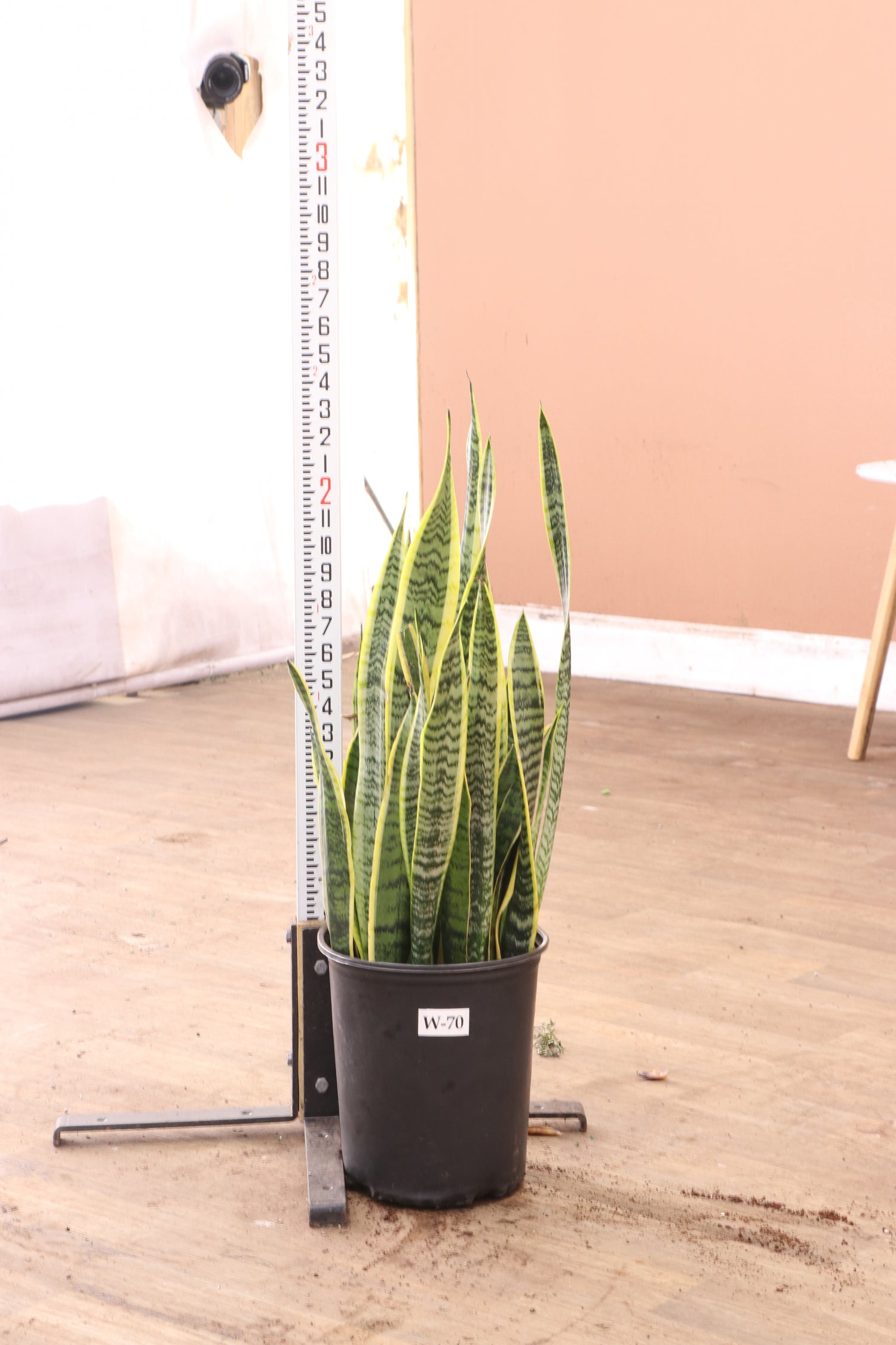 giant snake plant for sale Buy Snake Plant (trifasciata) Online | Large Indoor Plant