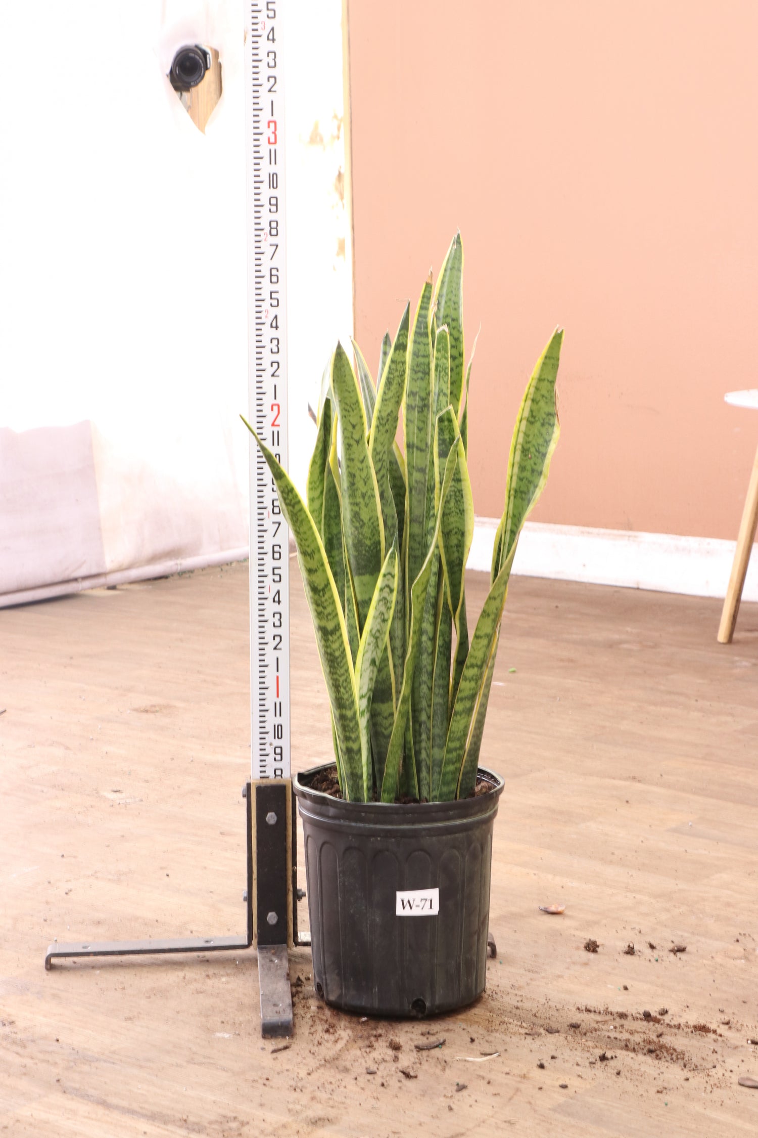 order snake plant online Large Snake Plant (trifasciata)