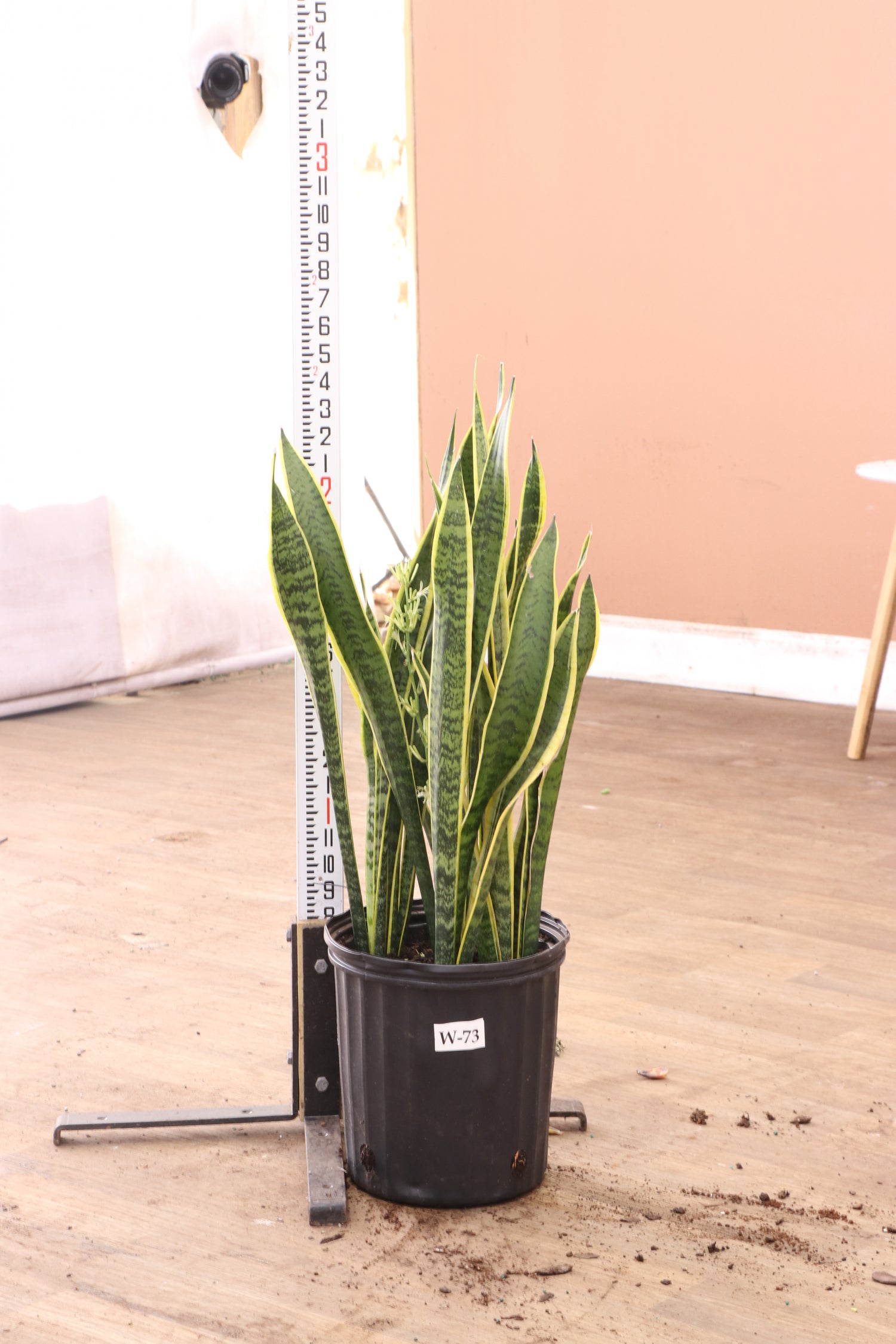 flat snake plant Buy Snake Plant (trifasciata) Online | Large Indoor Plant