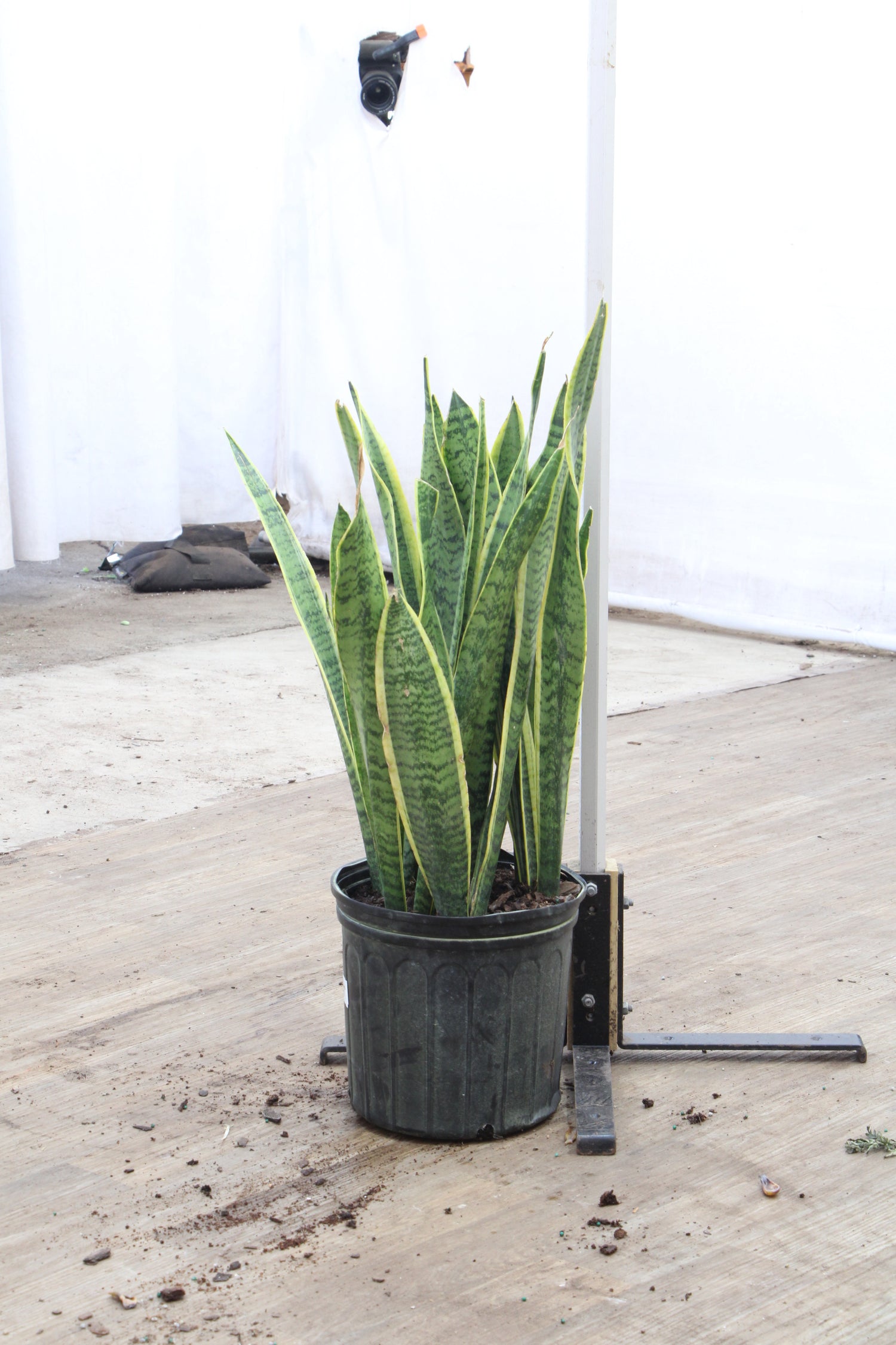 large snake plant to buy in lambertville nj Buy Snake Plant (trifasciata) Online | Large Indoor Plant