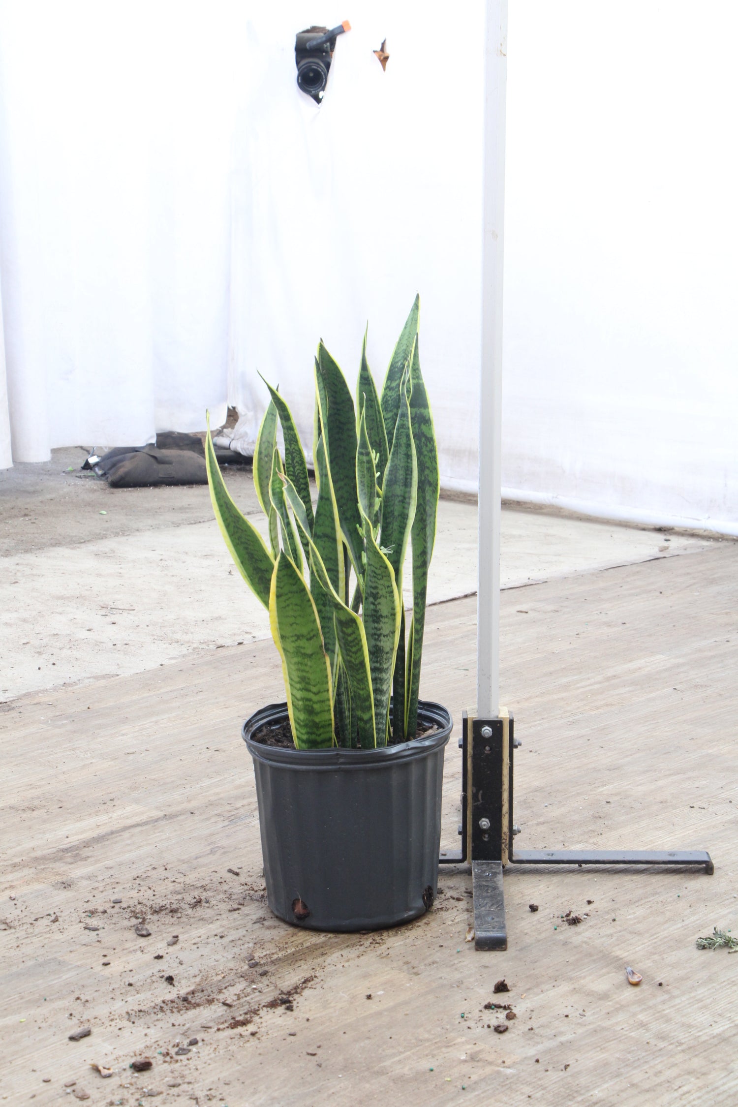 snake plant trifasciata Buy Snake Plant (trifasciata) Online | Large Indoor Plant