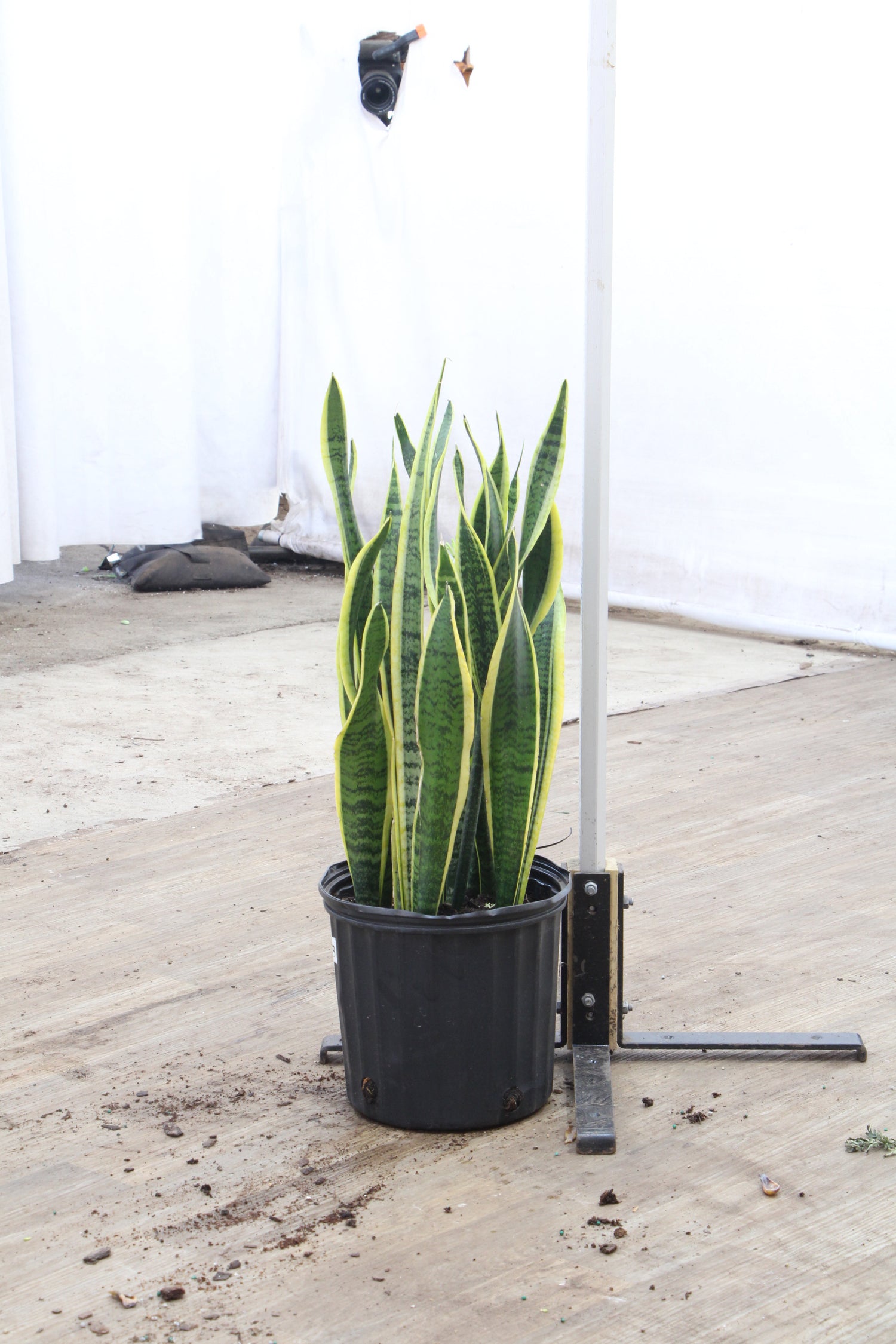 snake plant order online Buy Snake Plant (trifasciata) Online | Large Indoor Plant