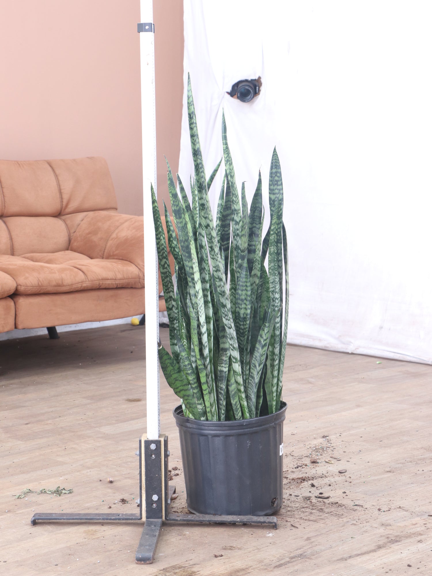 extra large snake plant for sale Large Snake Plant (Zeylanica)