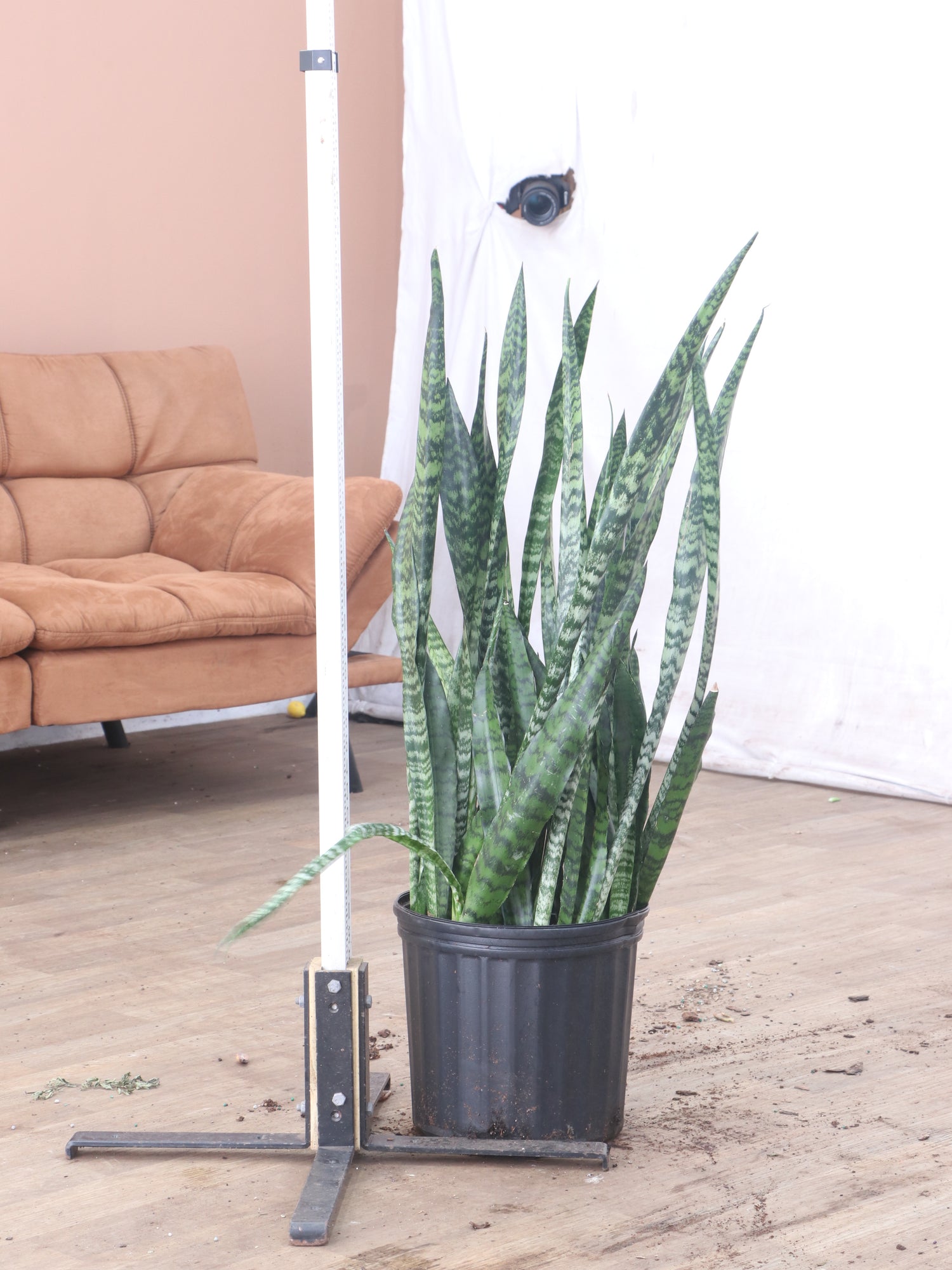 mature snake plant for sale Buy Snake Plant (Zeylanica) Online | Large Indoor Plant
