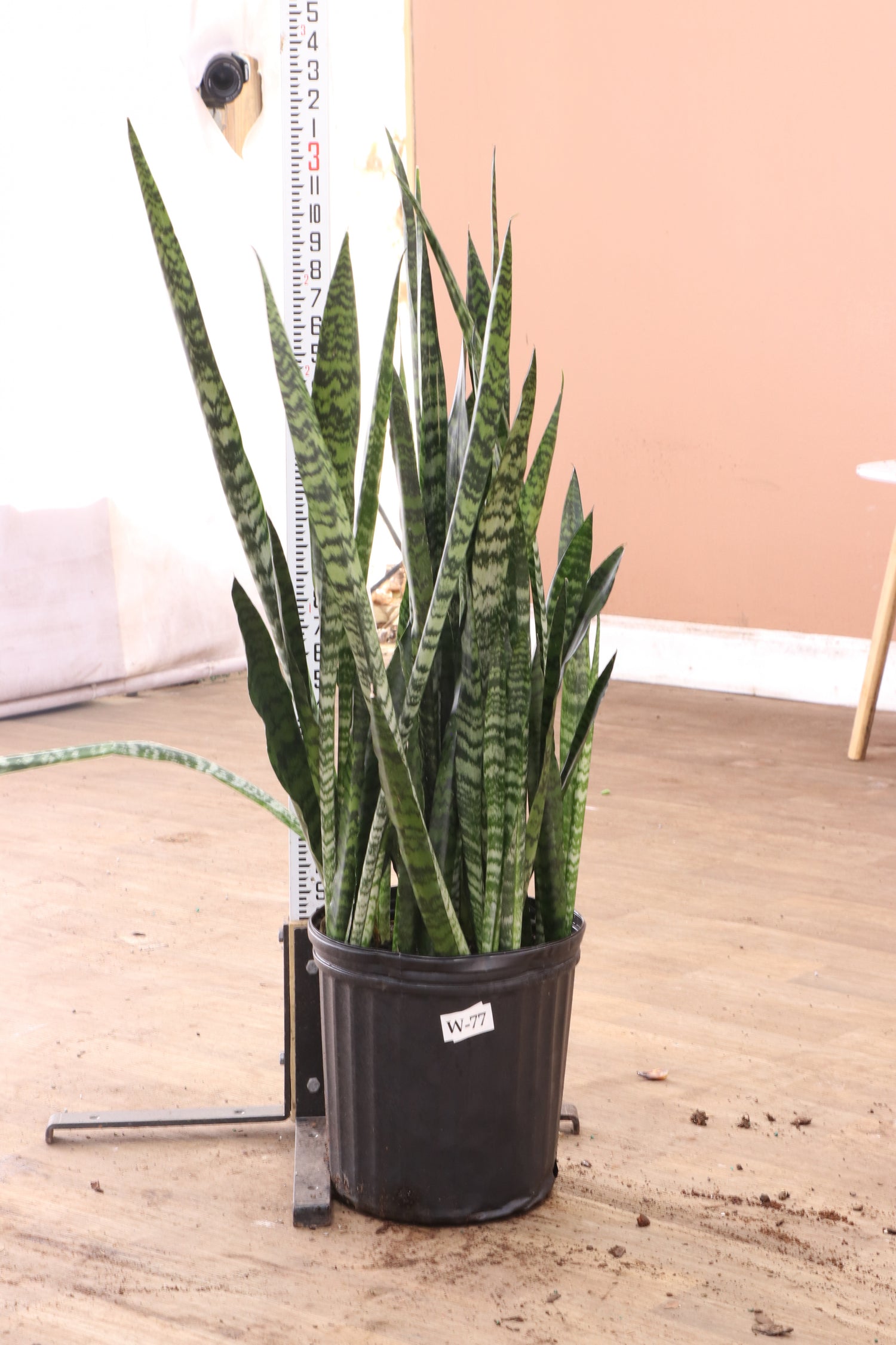 dhyana sansevieria Buy Snake Plant (Zeylanica) Online | Large Indoor Plant