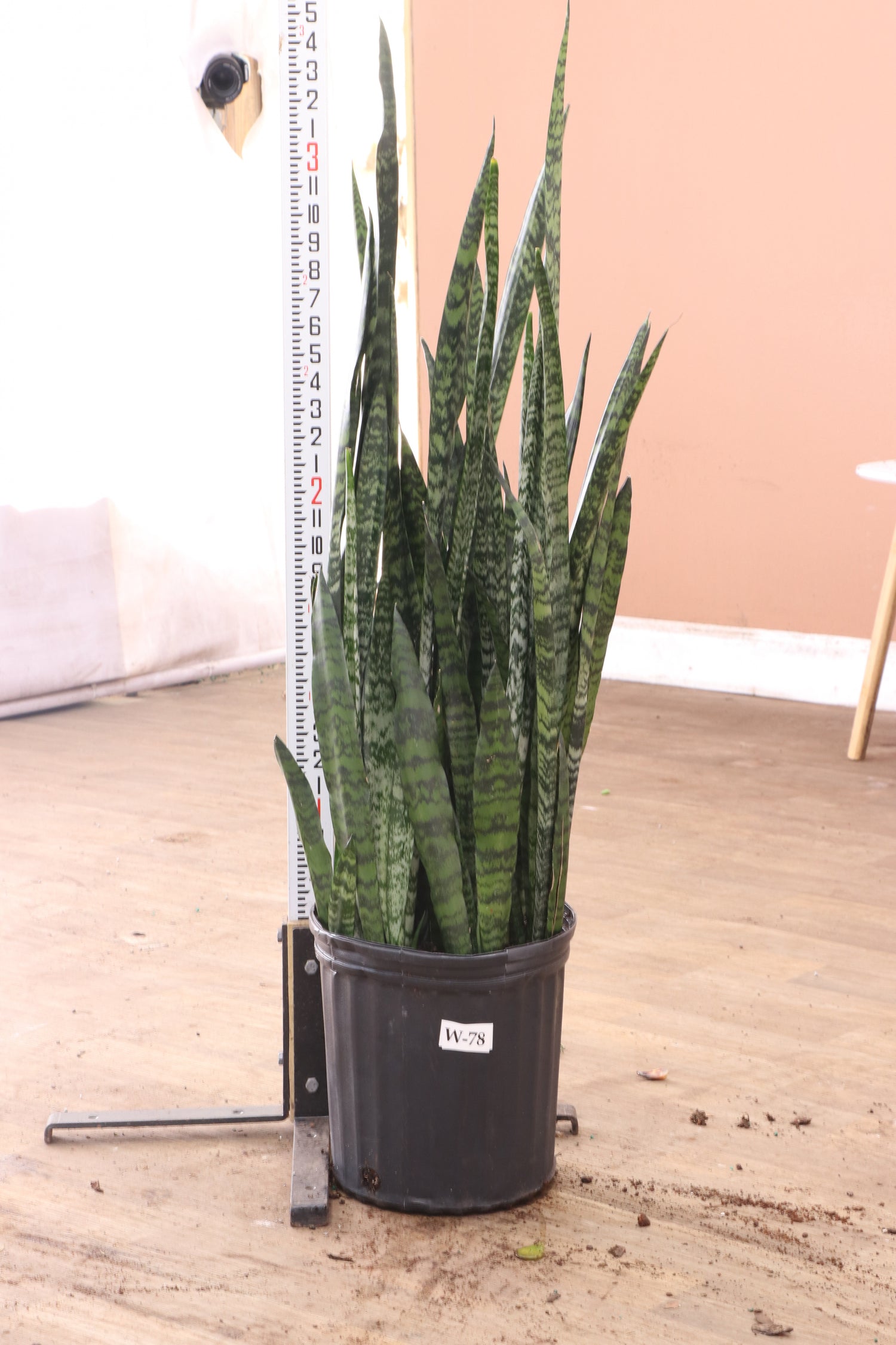 giant snake water plant Buy Snake Plant (Zeylanica) Online | Large Indoor Plant