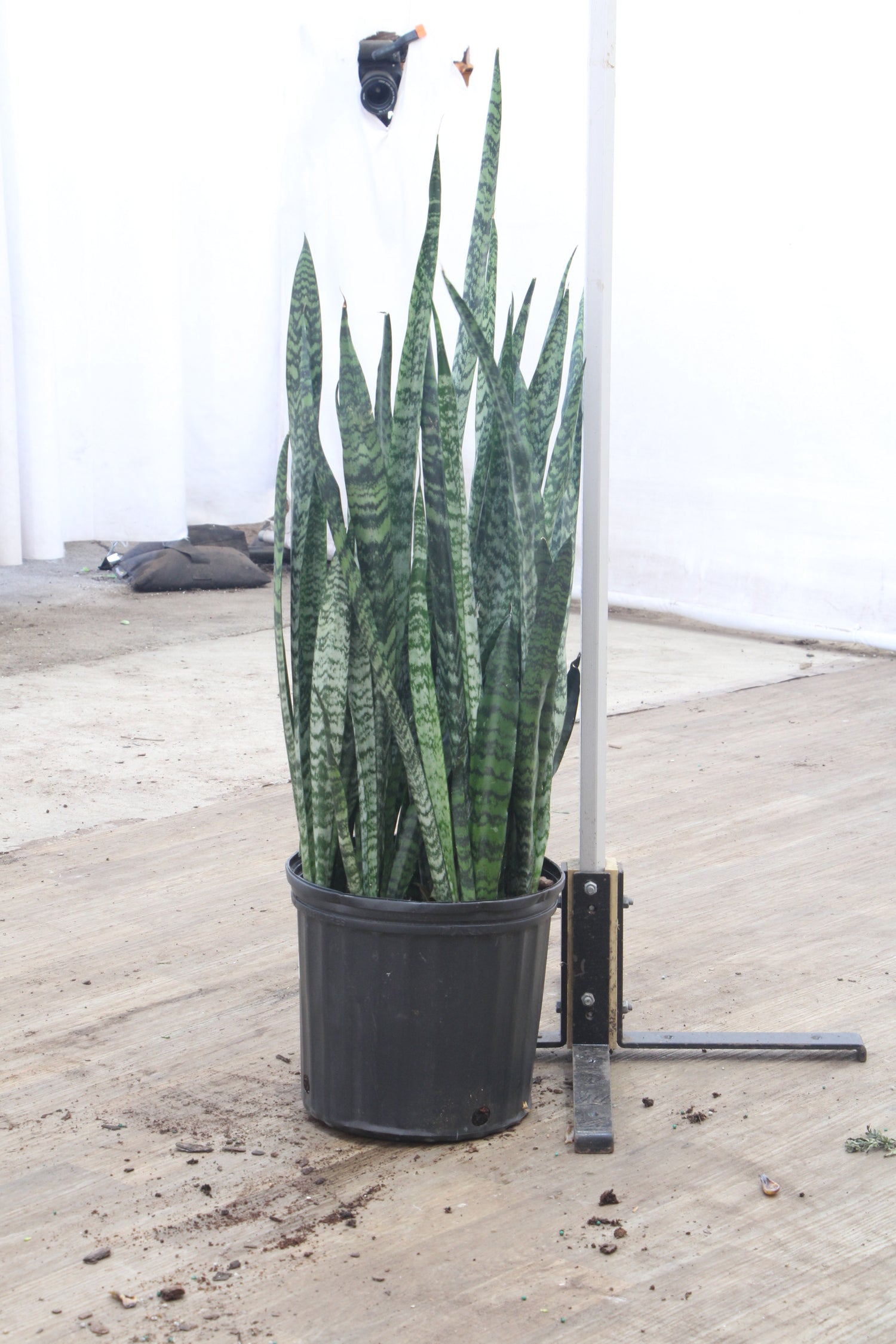large snake plant for sale Large Snake Plant (Zeylanica)