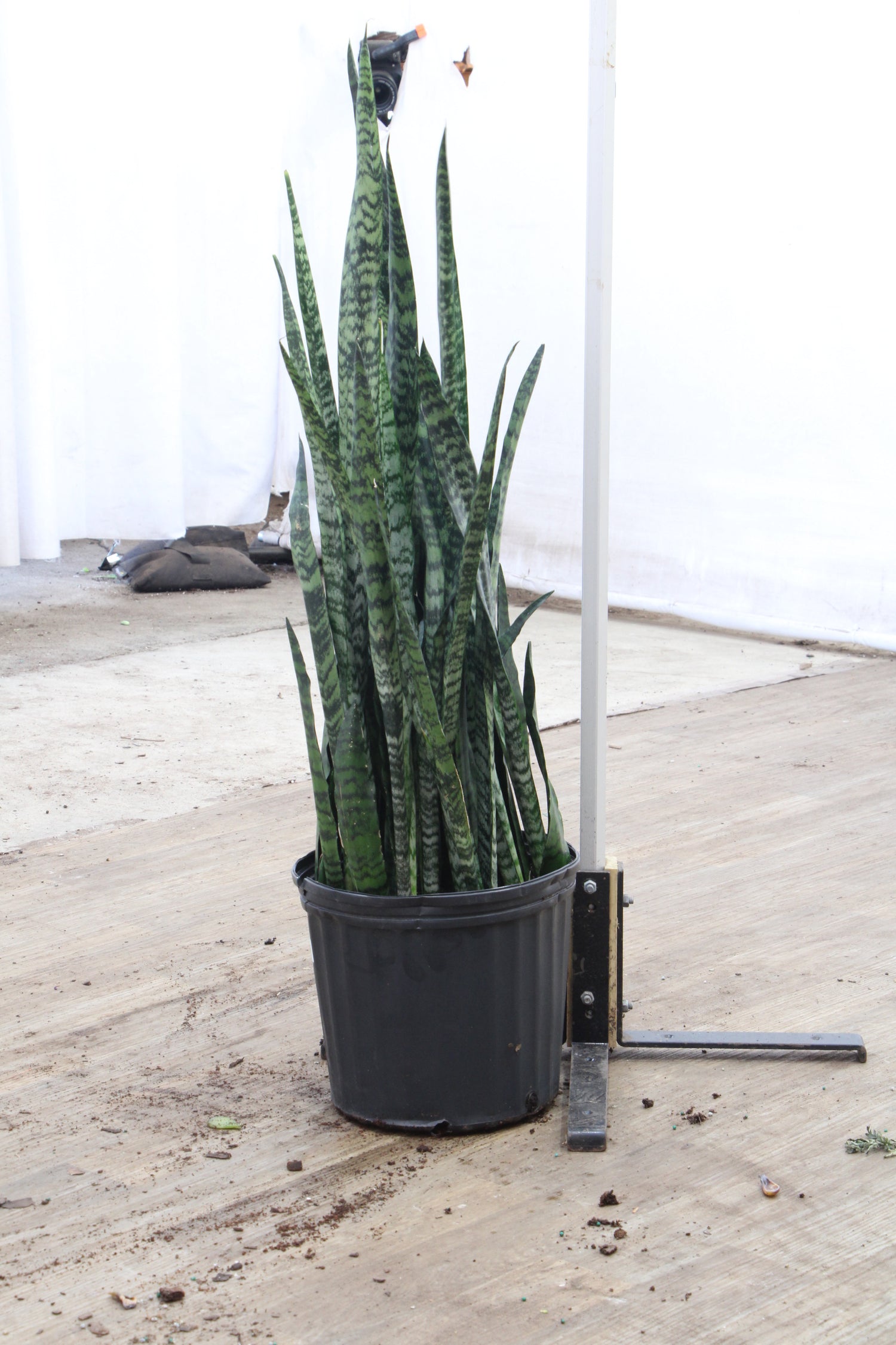 where to buy a large snake plant Buy Snake Plant (Zeylanica) Online | Large Indoor Plant