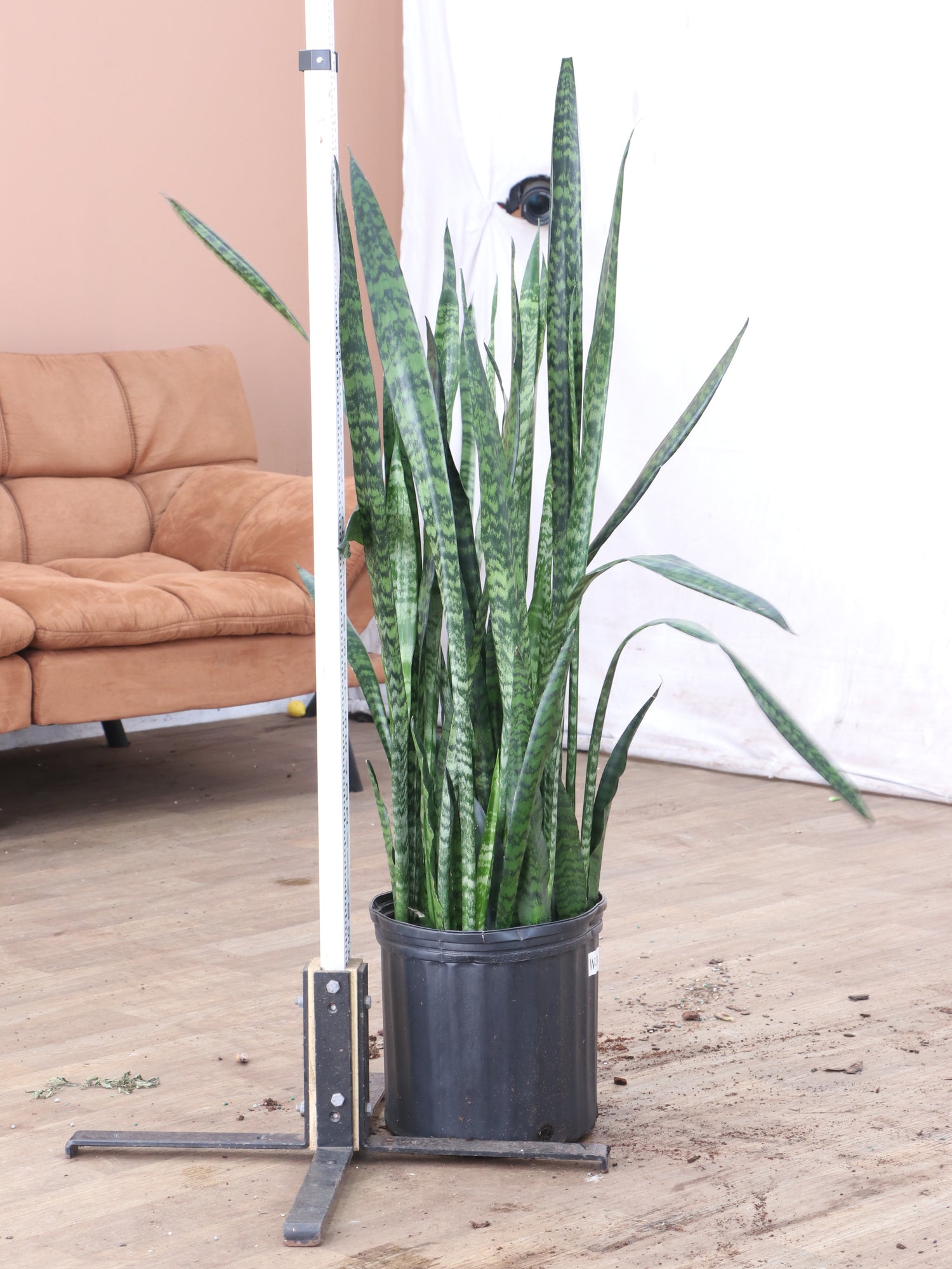 large snake plants for sale Large Snake Plant (Zeylanica)