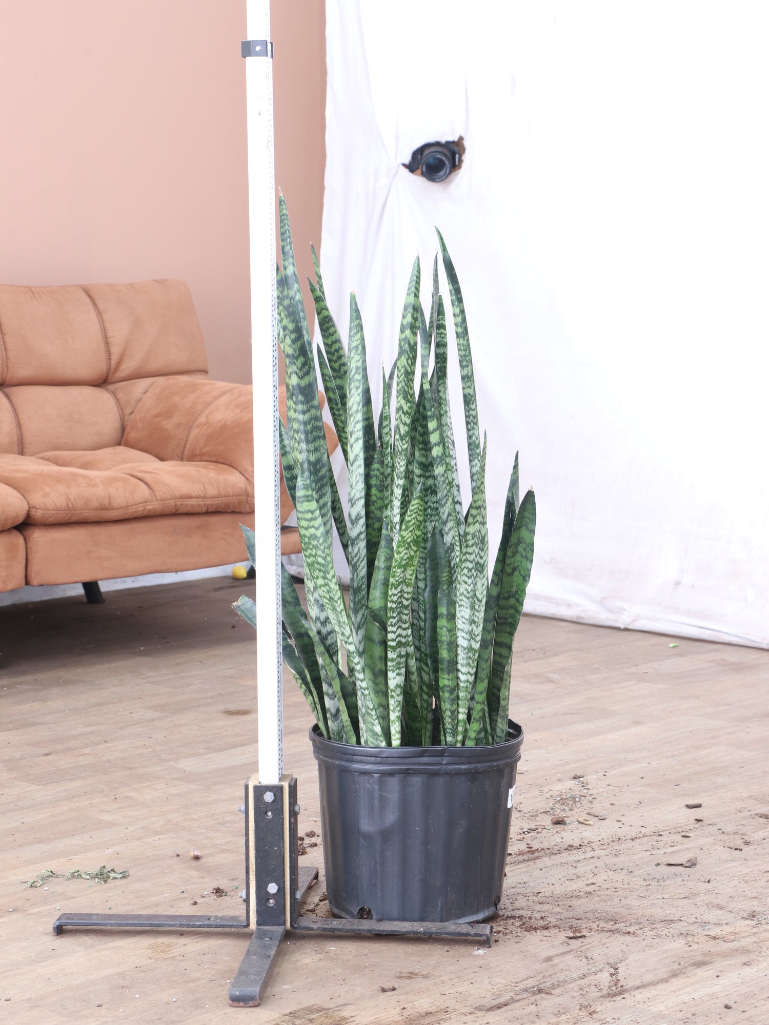 snake zeylanica plant Buy Snake Plant (Zeylanica) Online | Large Indoor Plant
