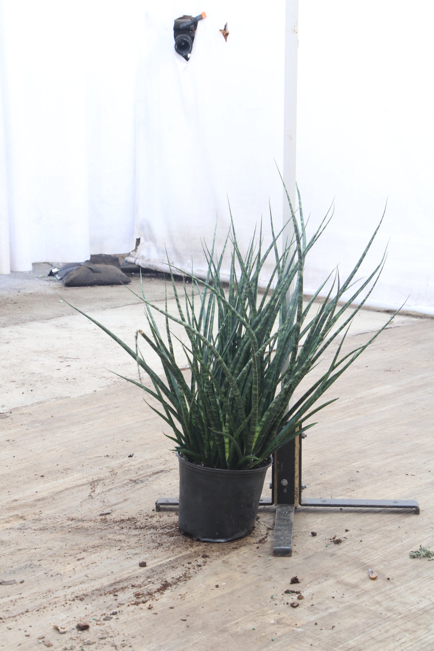 3-5 FT Sansevieria Fernwood – Dahing Plants