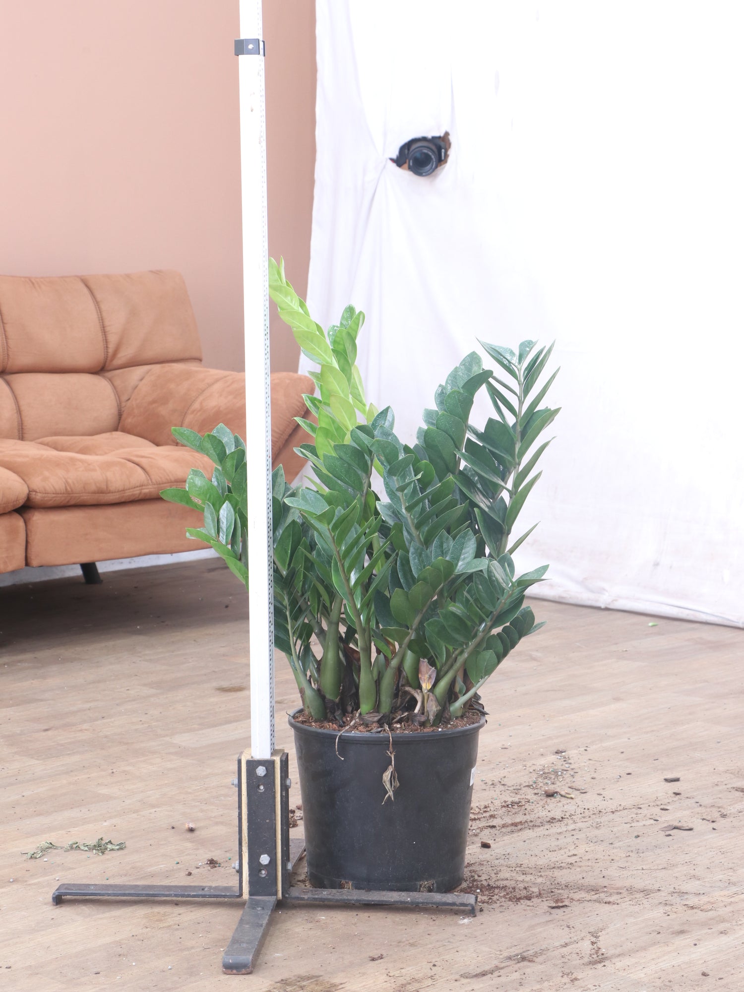 white zz plant for sale Buy Large ZZ Plant Online | Large Indoor Plant