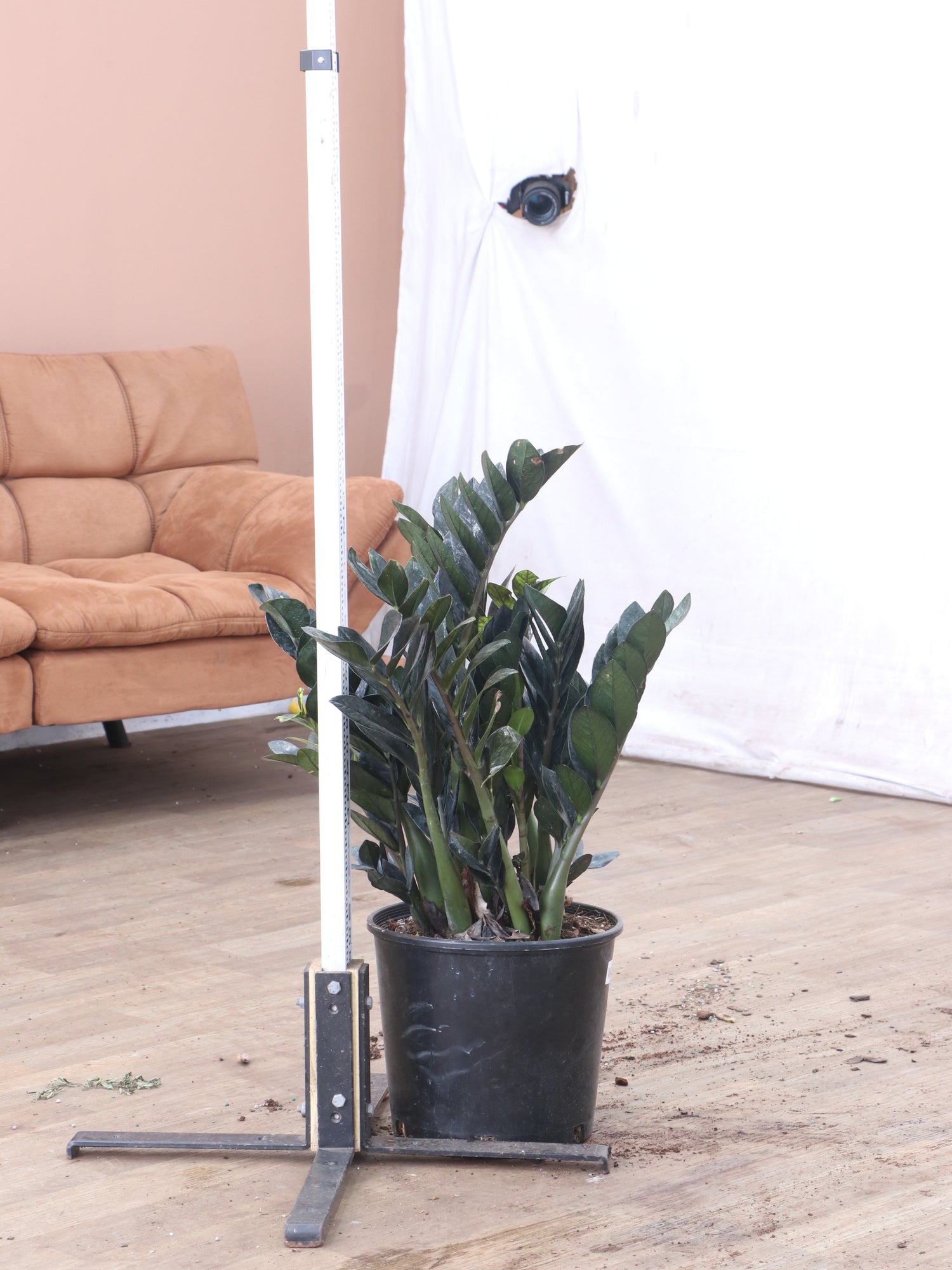 care of raven zz plant Buy Black Raven ZZ Plant Online | Rare Indoor Plant