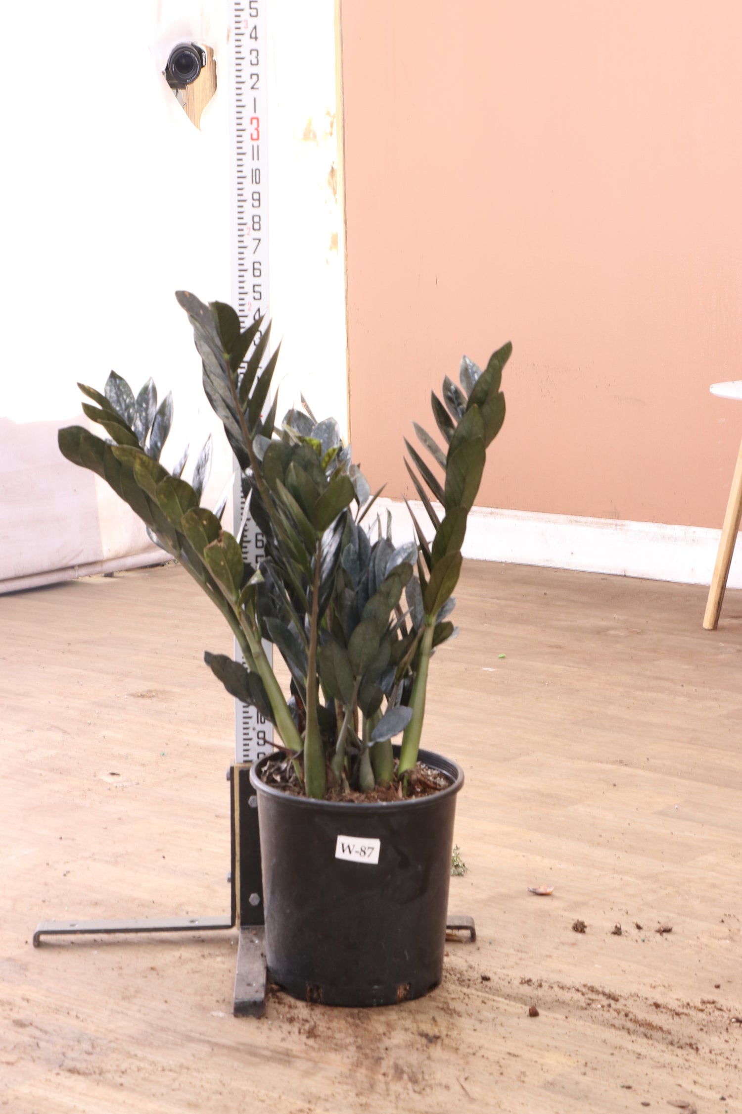 large raven zz plant Buy Black Raven ZZ Plant Online | Rare Indoor Plant