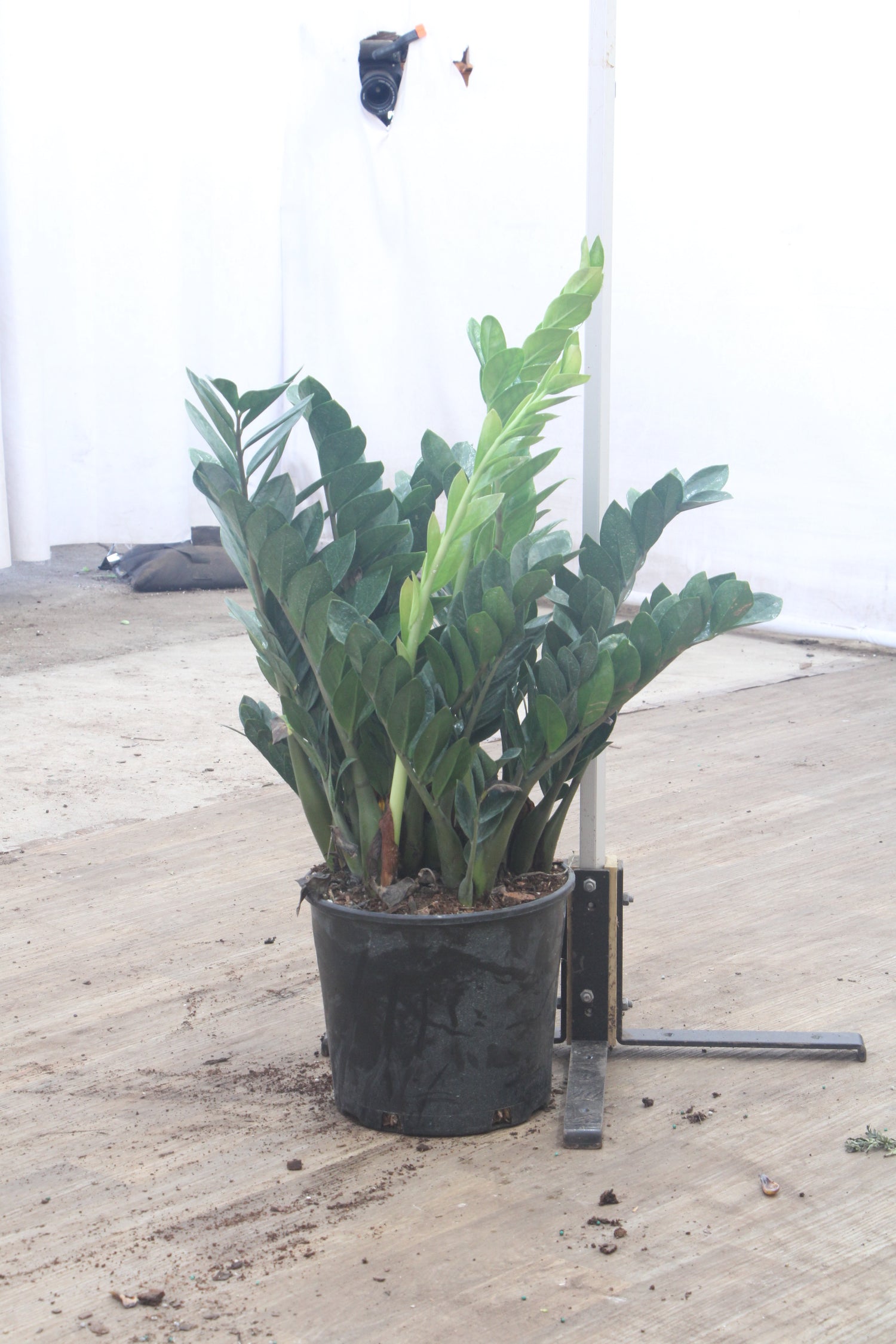delray plants zz plant zamioculcas zamiifolia 中文 Buy Large ZZ Plant Online | Large Indoor Plant