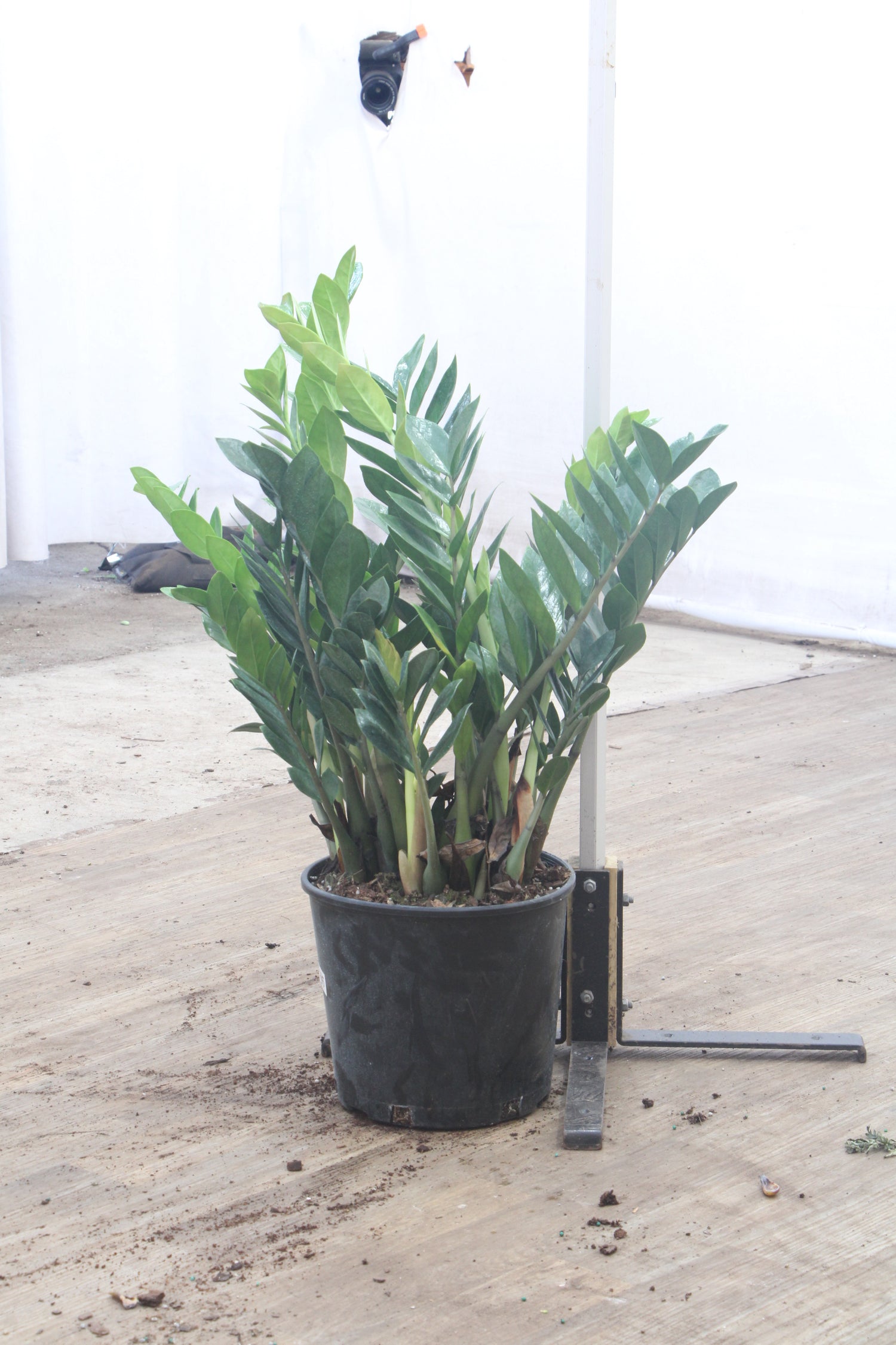 where to buy large zz plant Large ZZ Plant
