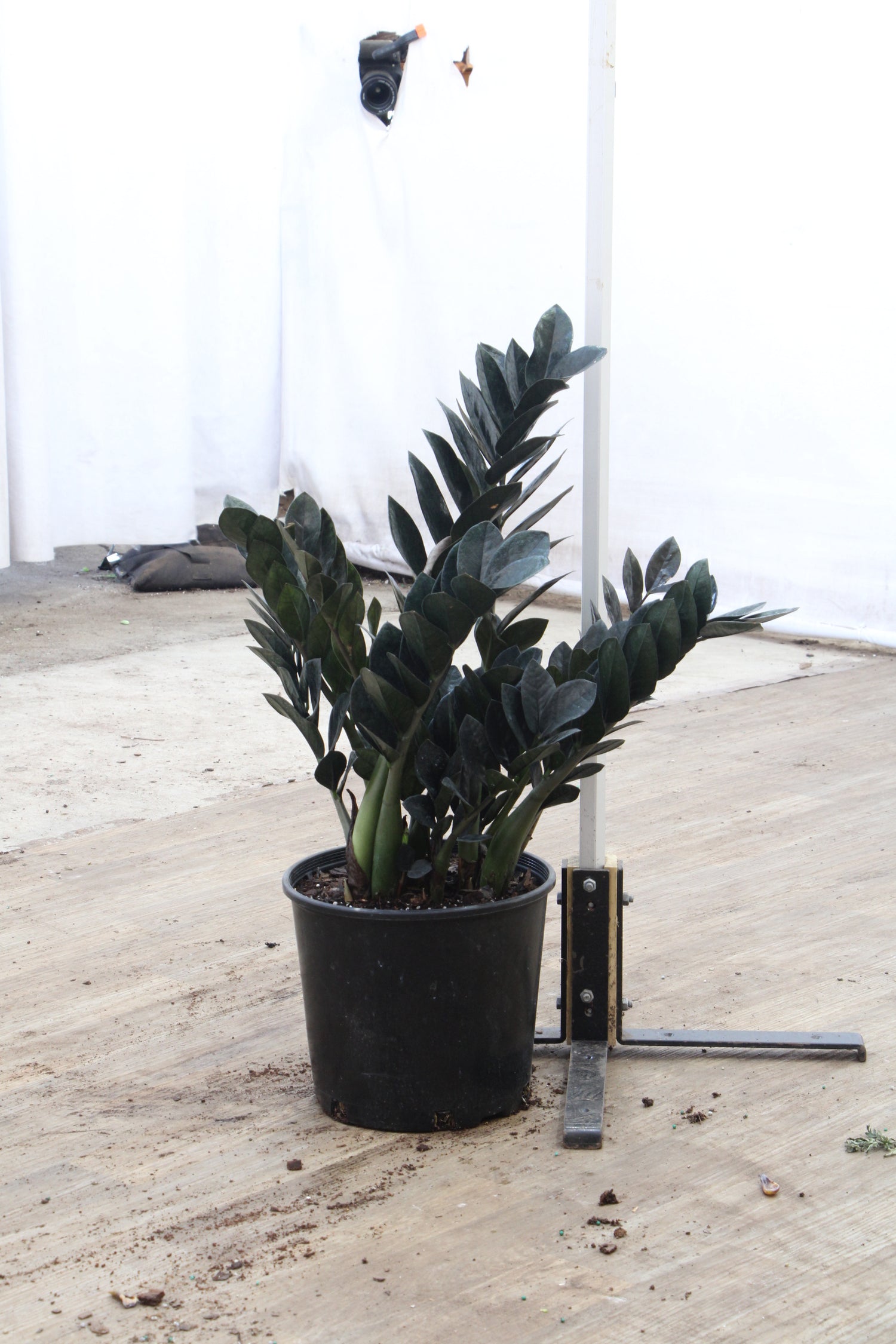 big raven zz plant Buy Black Raven ZZ Plant Online | Rare Indoor Plant
